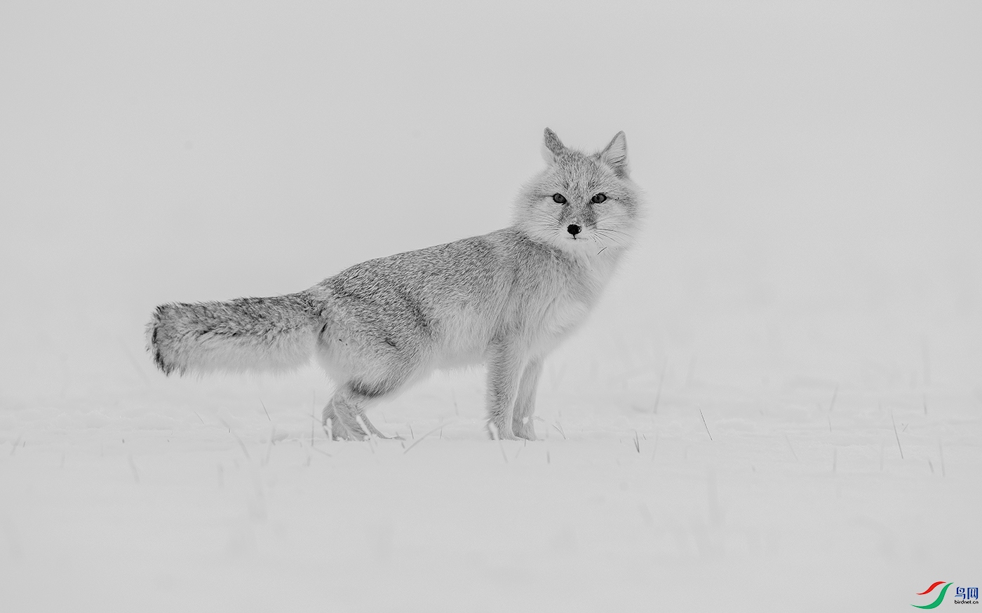 [动物] 雪地狐狸------祝贺荣获首页黑白影像精华