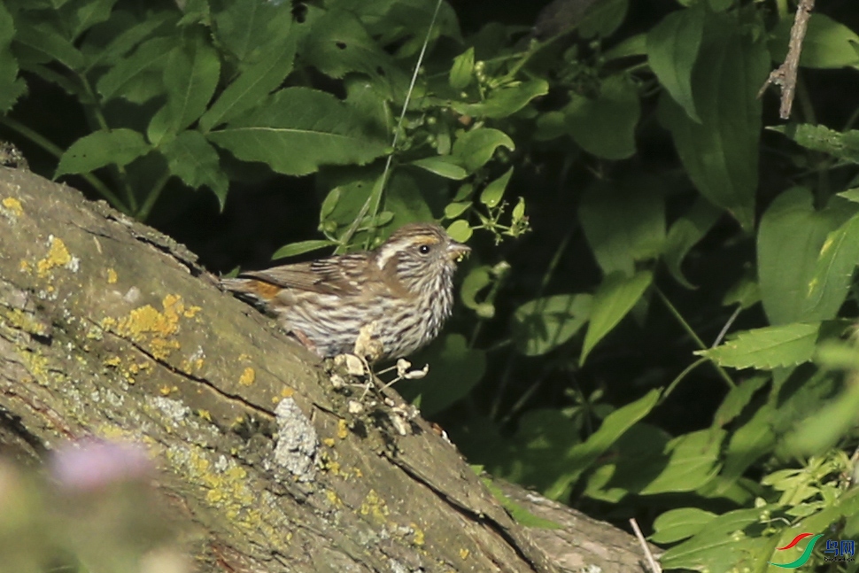 ����ɽ (18)����.jpg