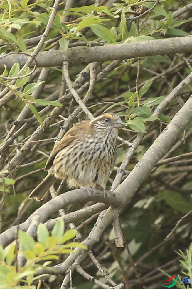 ����ɽ (2)����.jpg