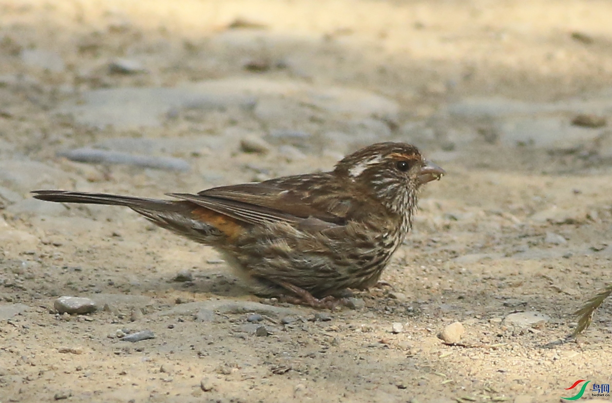 ����ɽ (25)����.jpg