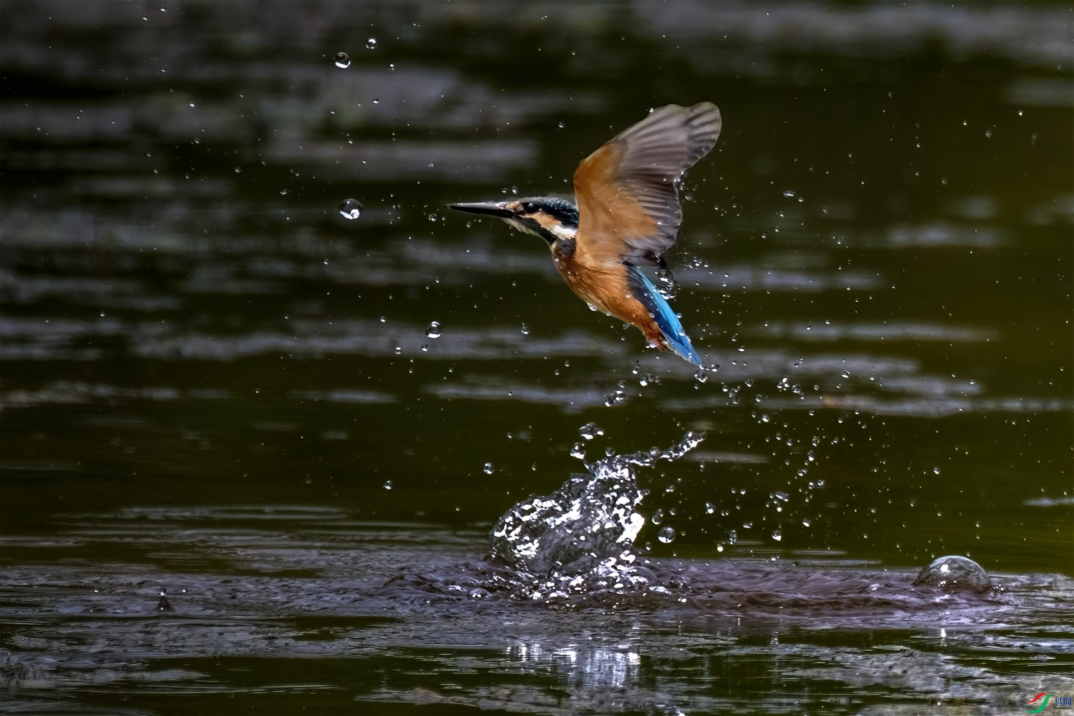 DSC_0301-1.jpg