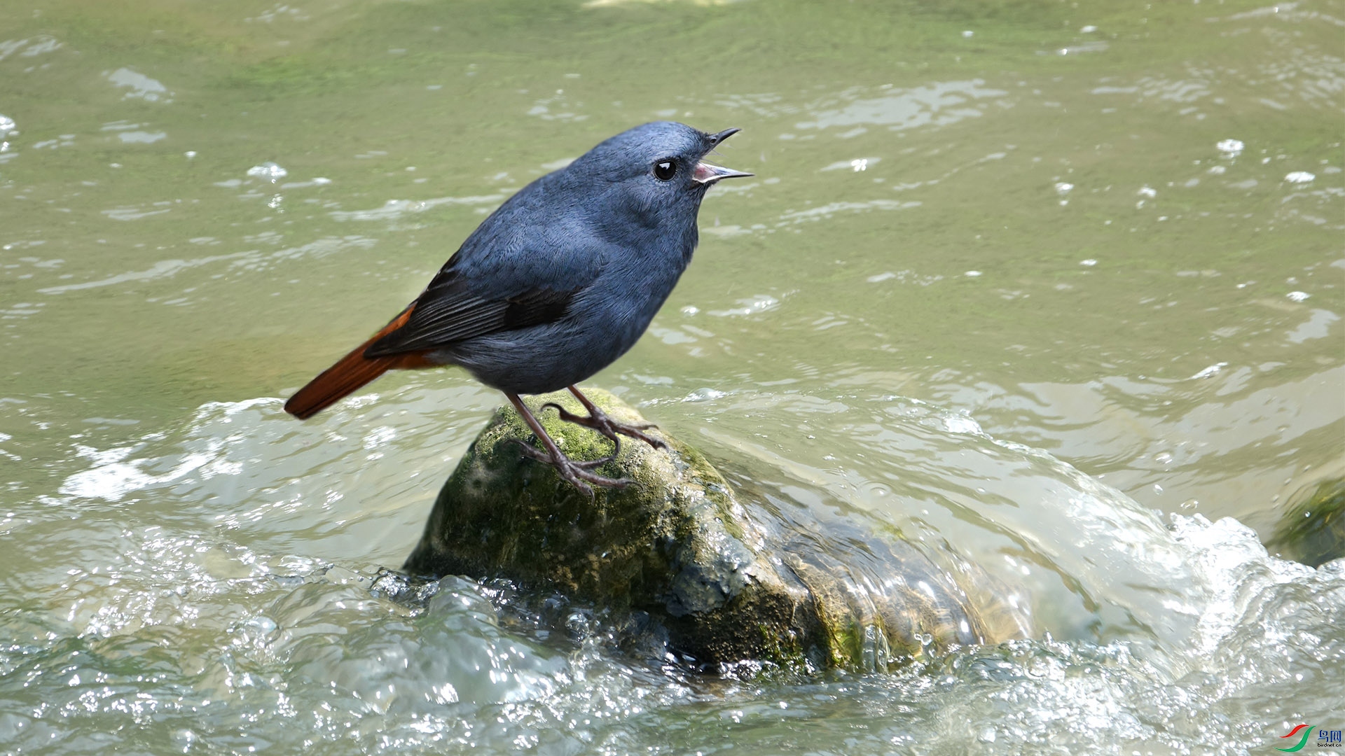 溪流中的红尾水鸲