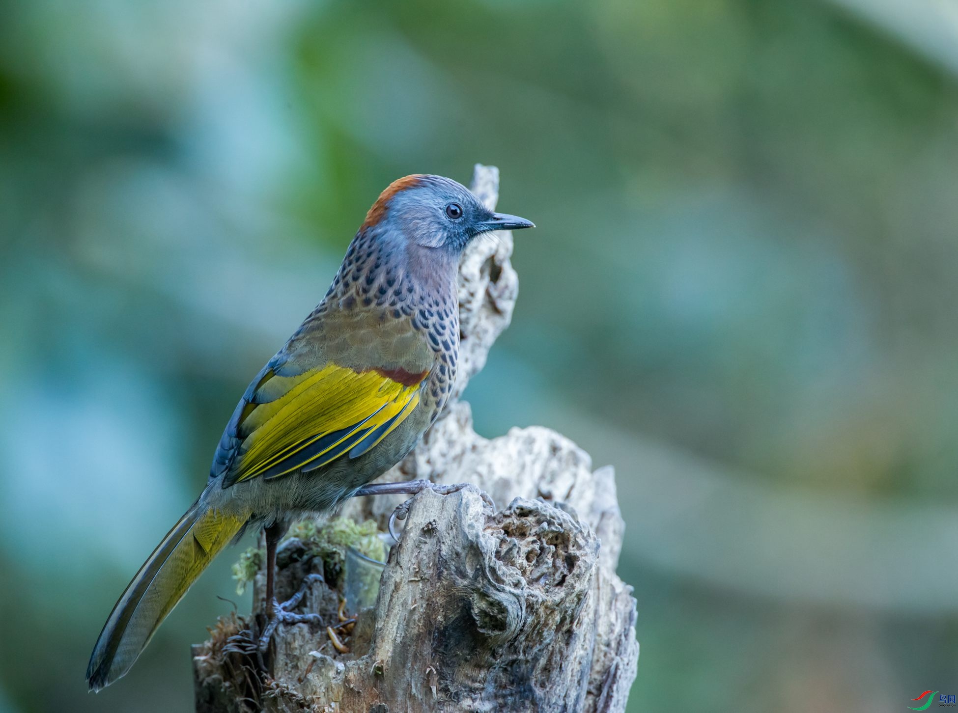 ��ͷ����