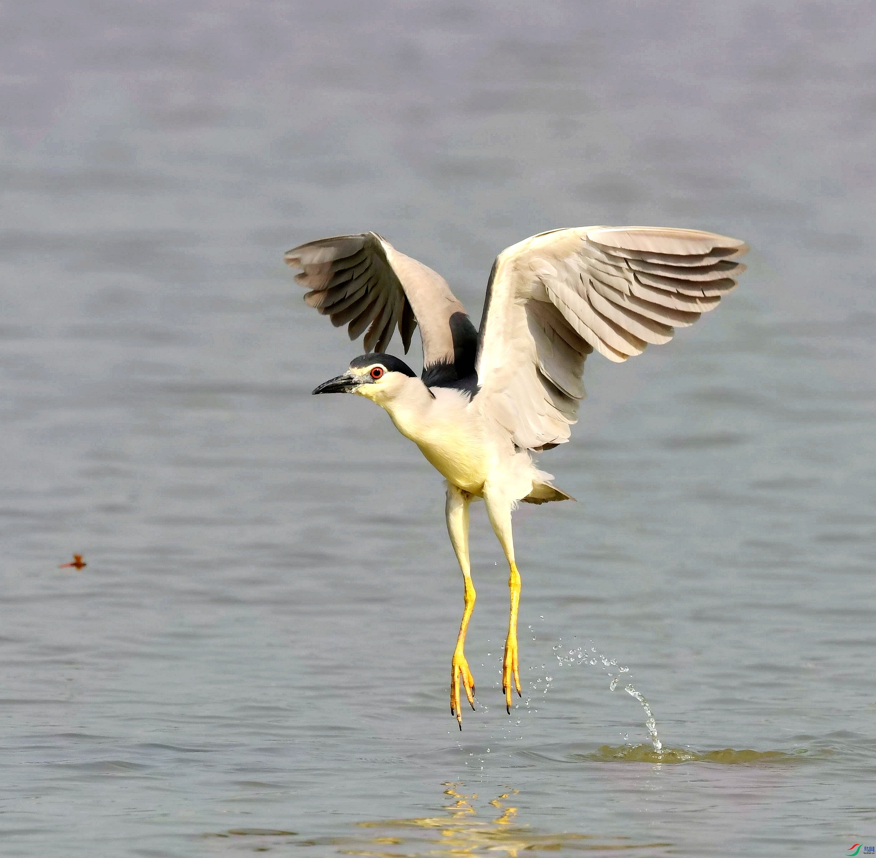 �����ں��������