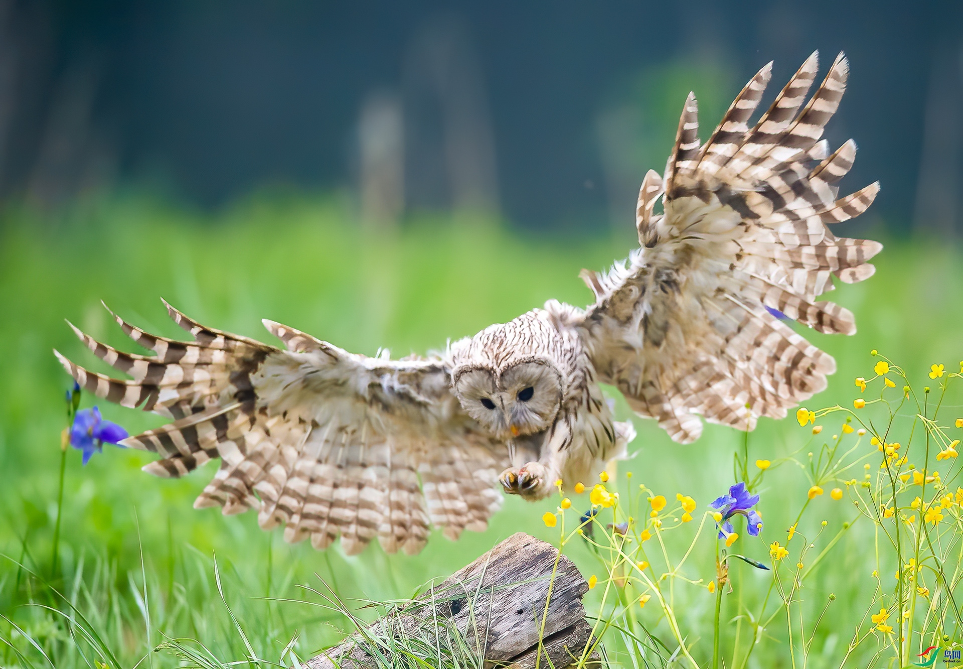 长尾林鸮(祝贺老师佳作荣获首页精华)
