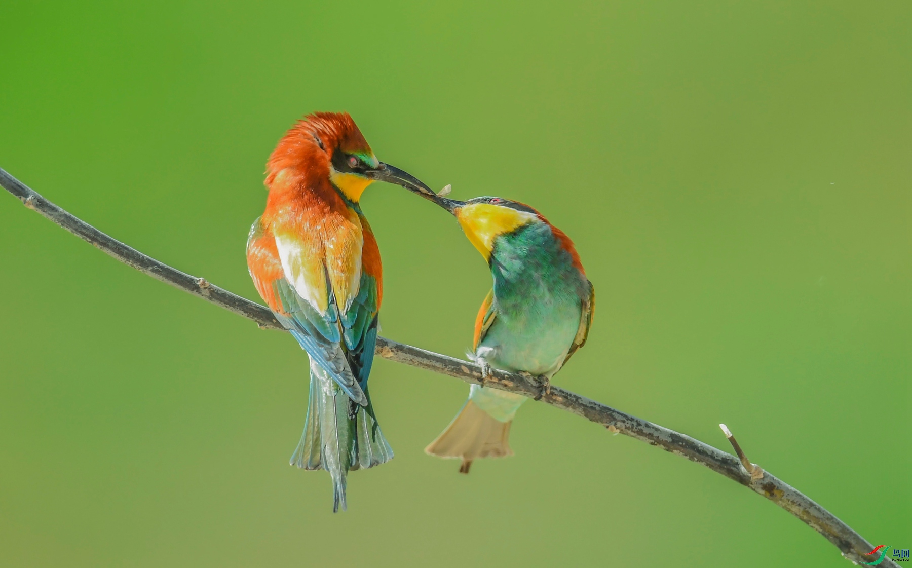 黄喉蜂虎.秀恩爱