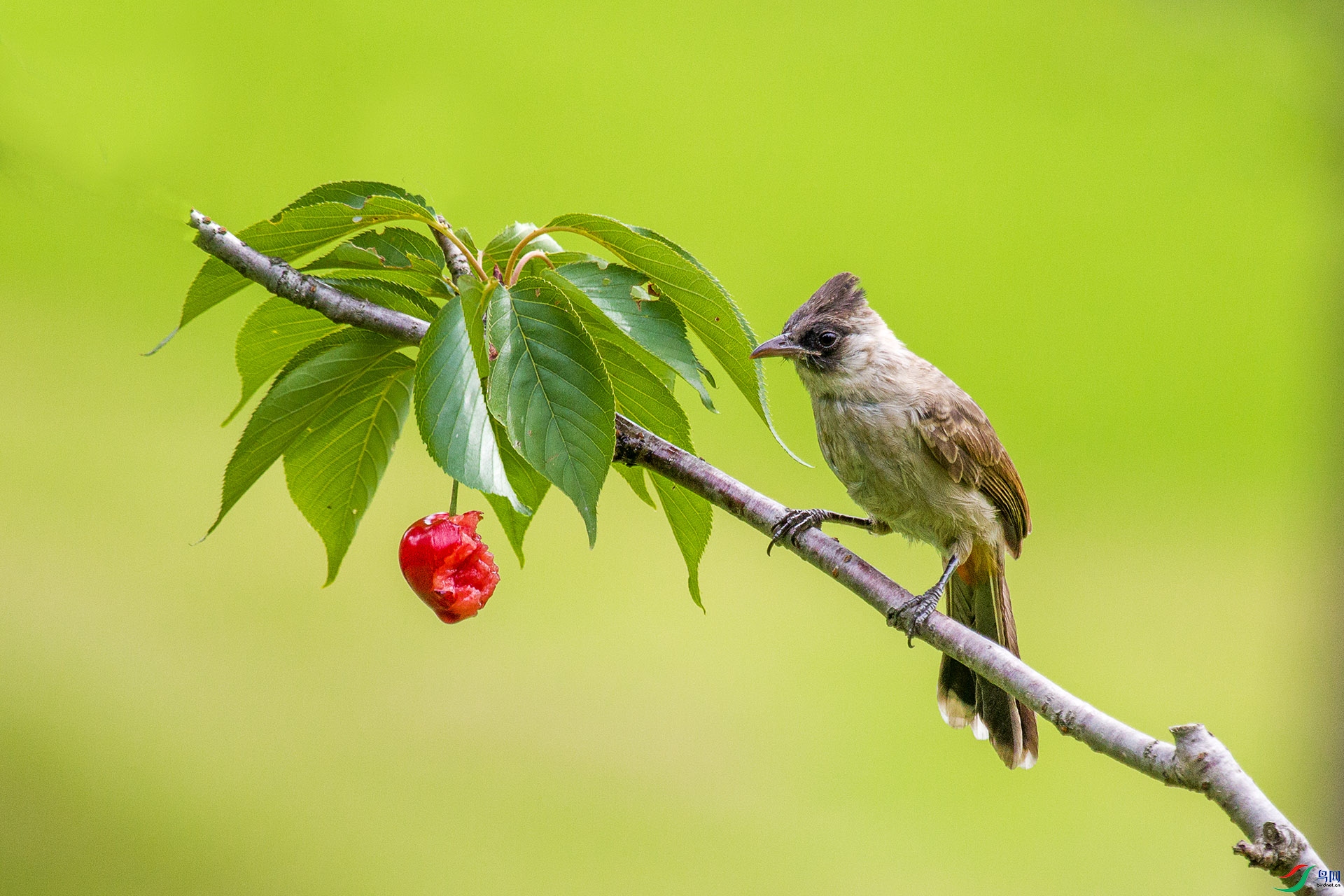 白喉红臀鹎雏鸟图片