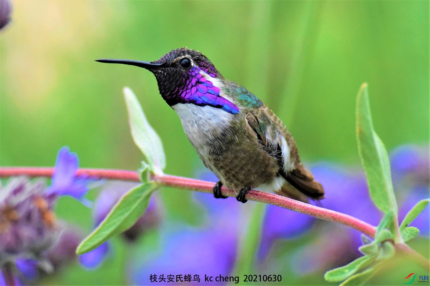 DSC_0026-֦ͷ���Ϸ���-1500-KCY.jpg