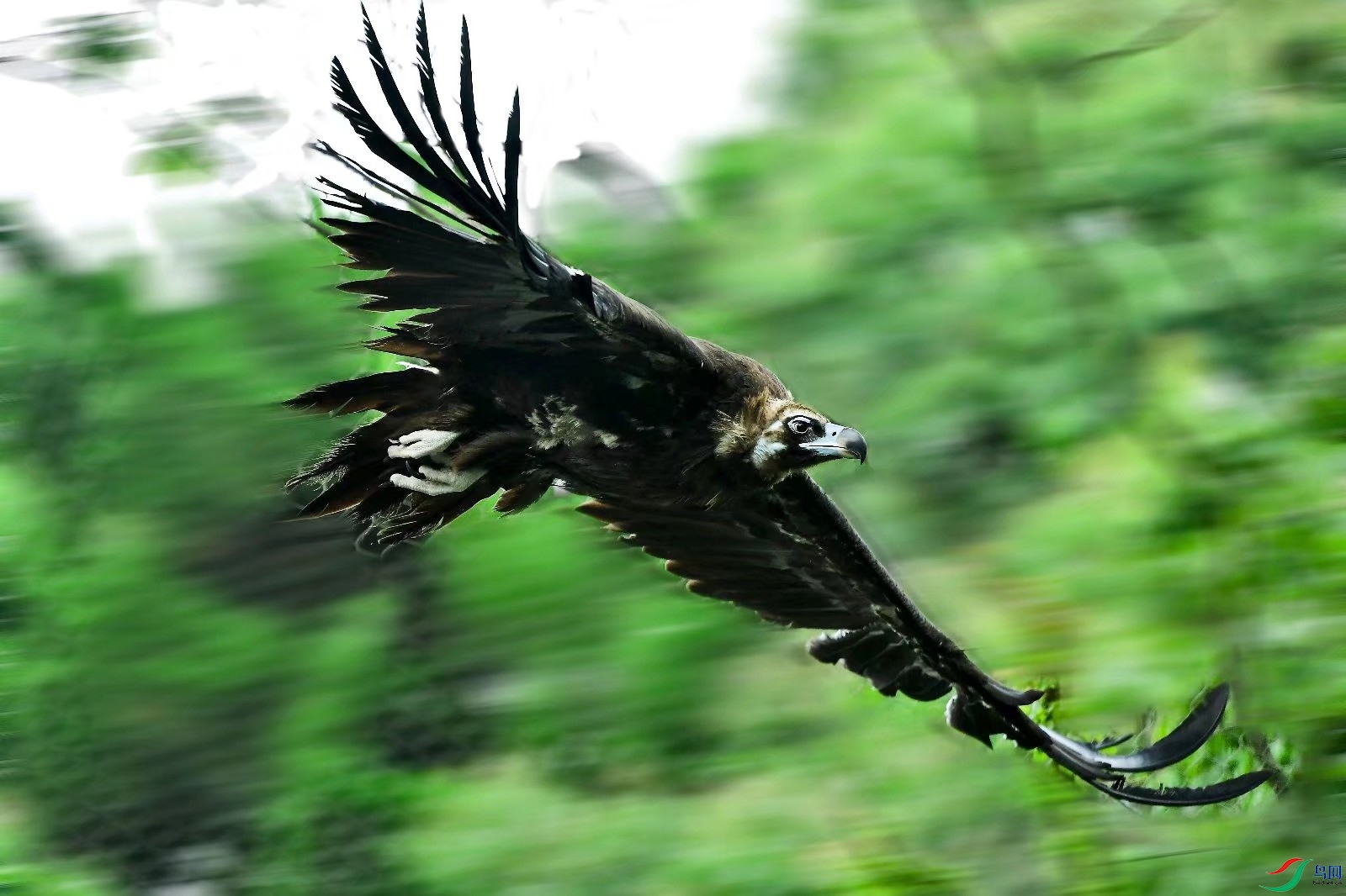 摄鹰《秃鹫》