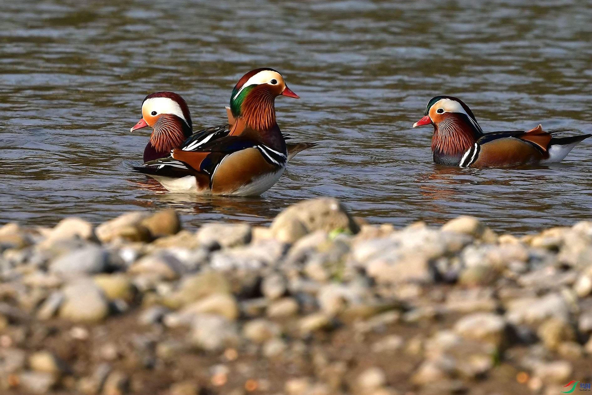 DSC_5639_����.jpg