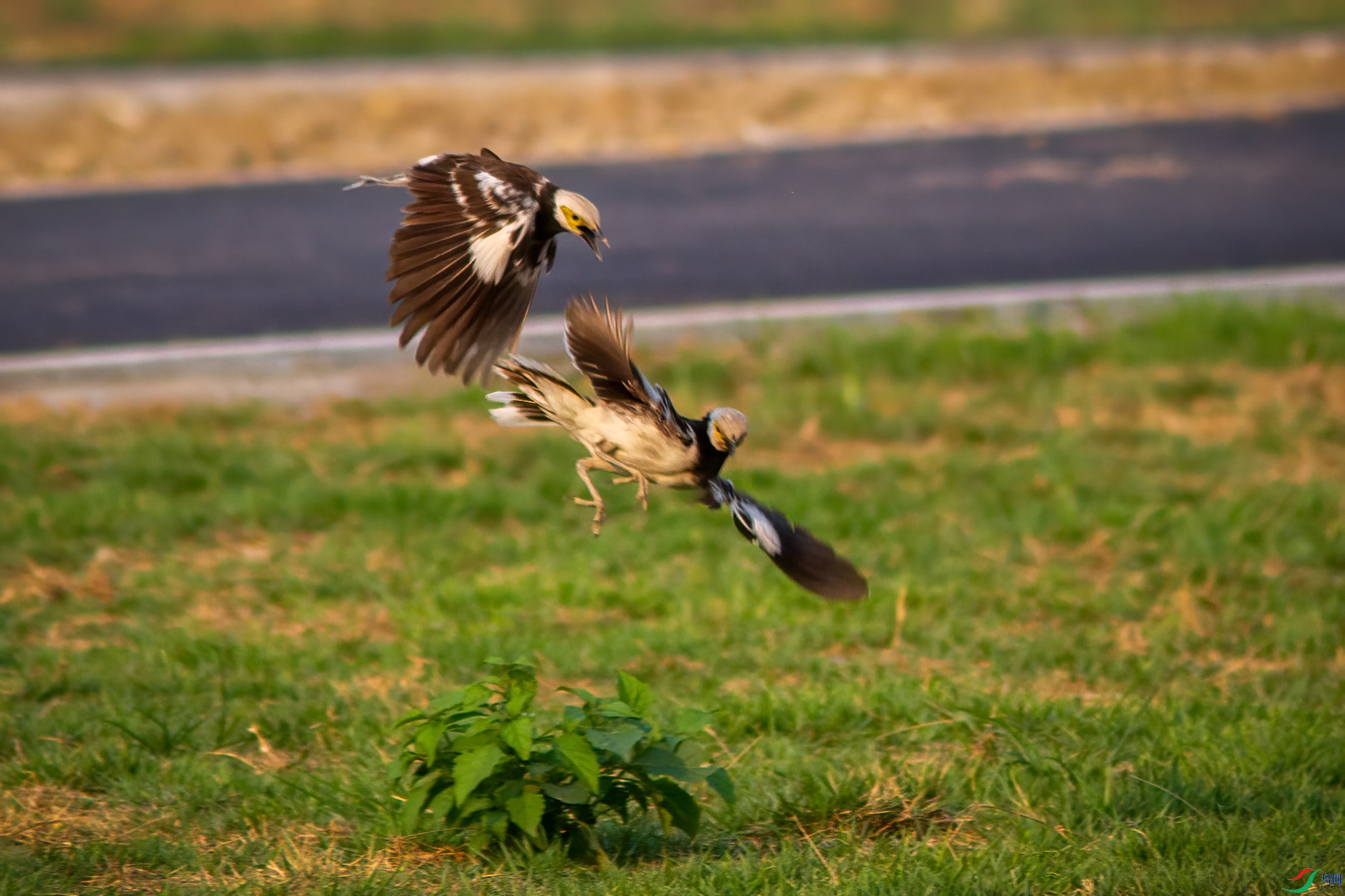 打架的黑颈椋鸟