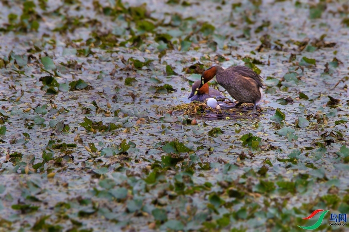 DSC_8282a.jpg