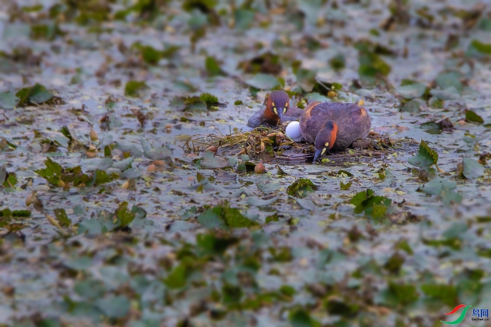 DSC_8275a.jpg
