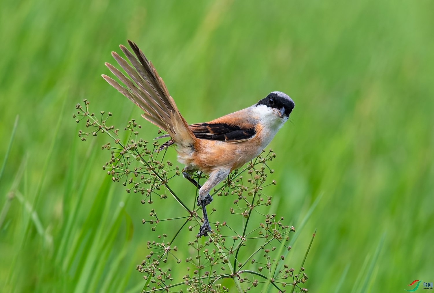 DSC_8239.jpg1.jpg
