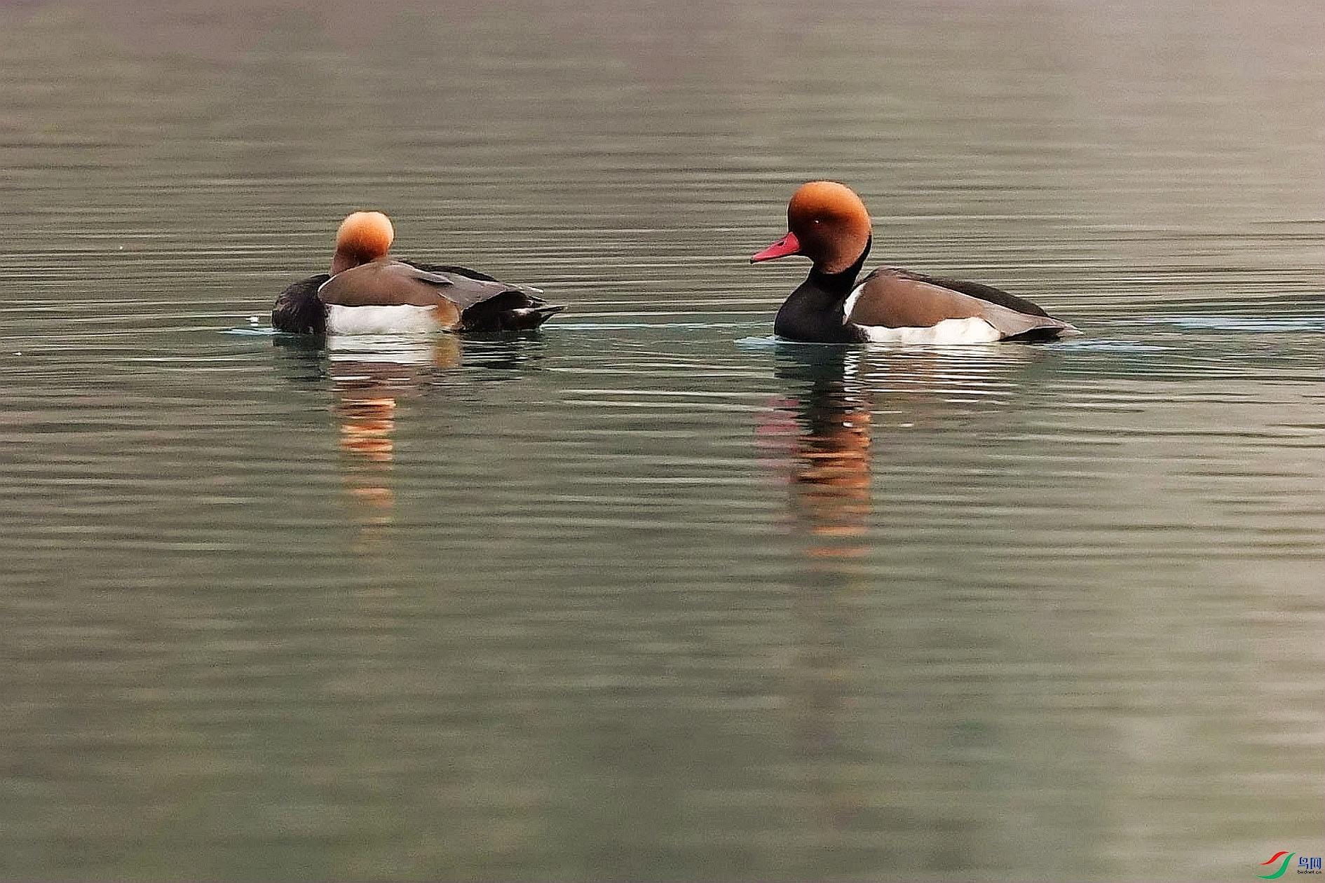 DSC_0900_����.jpg