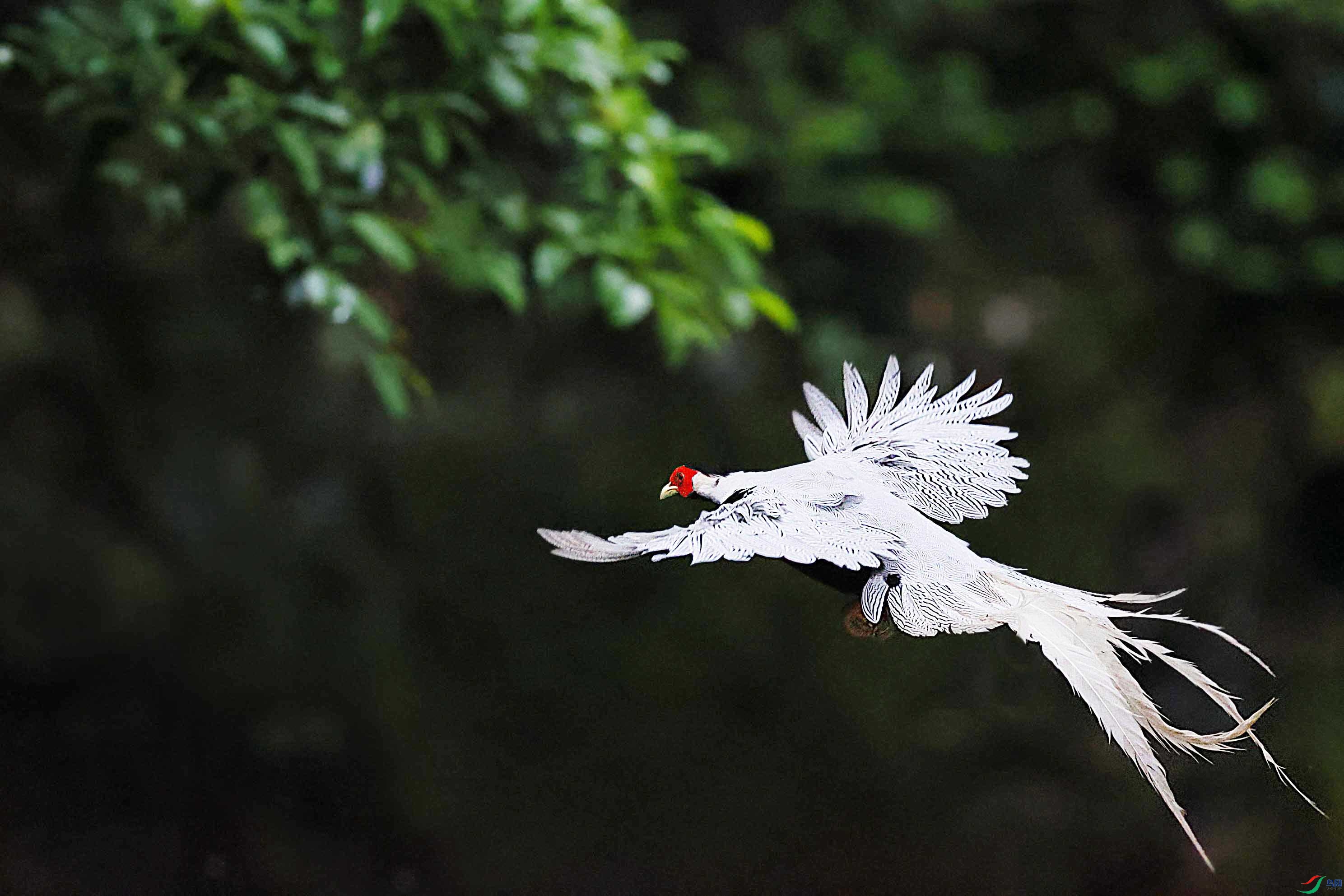 白鹇的飞版记录