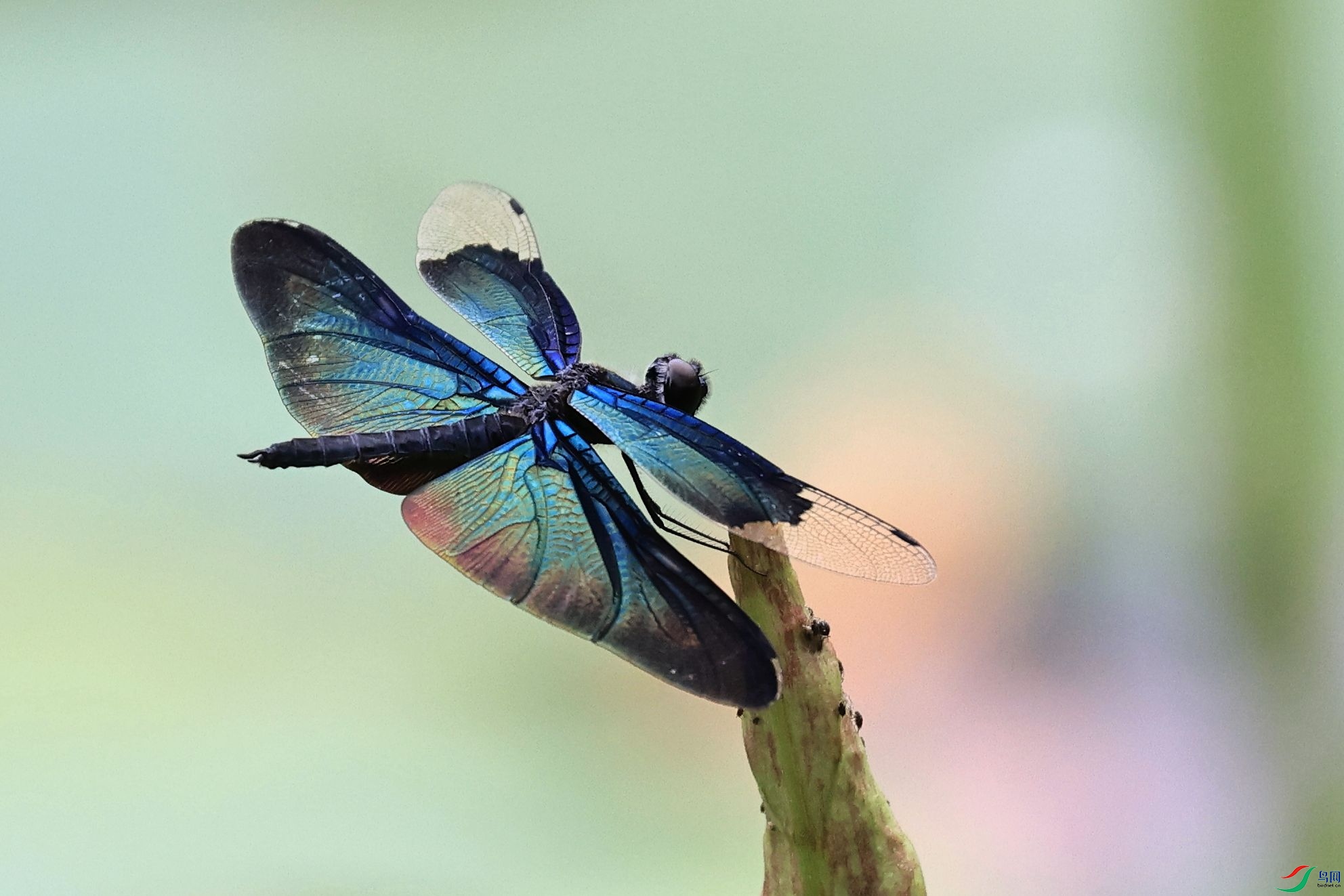 黑丽翅蜻