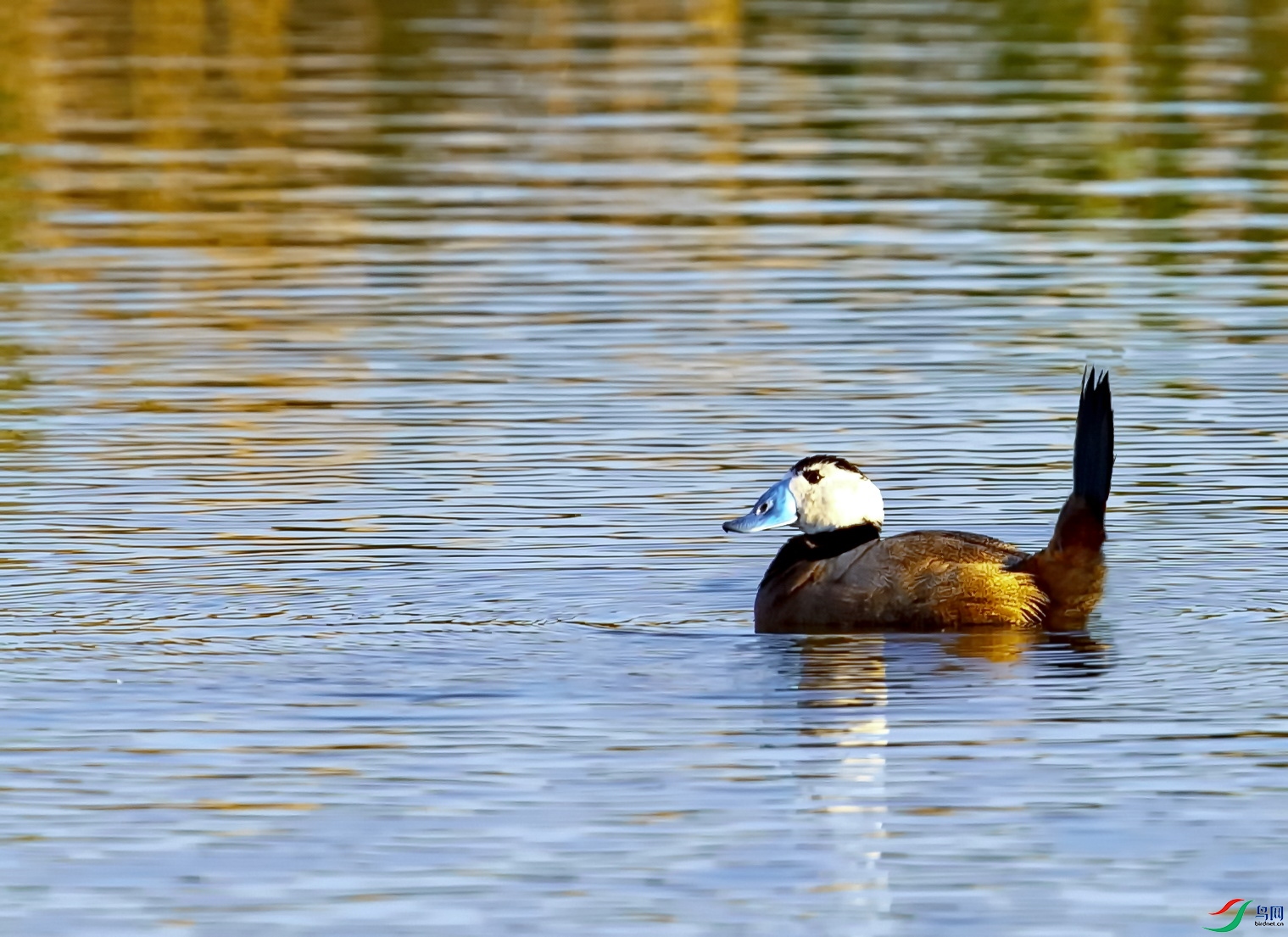 [水鸟] 唐老鸭的原型---白头硬尾鸭