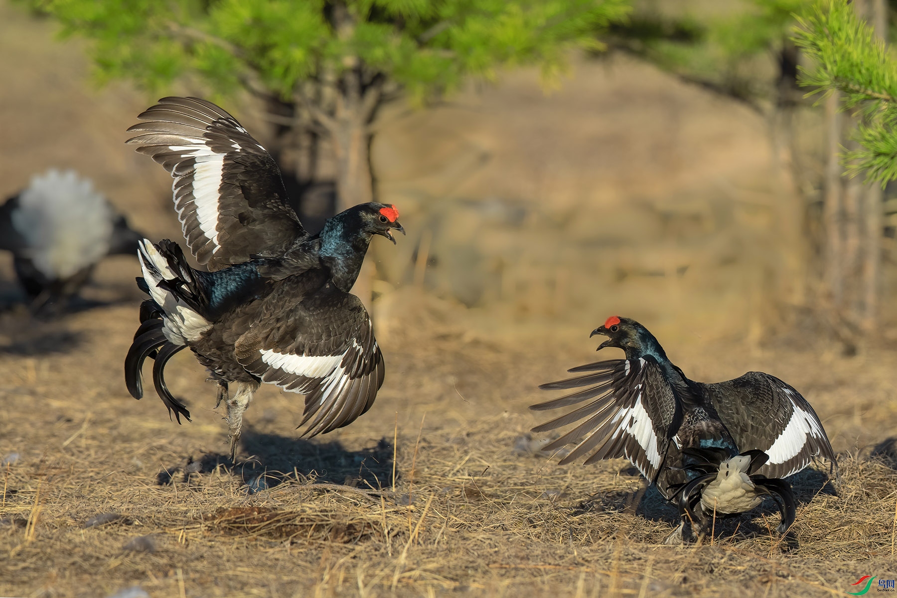 战斗鸡 黑琴鸡>