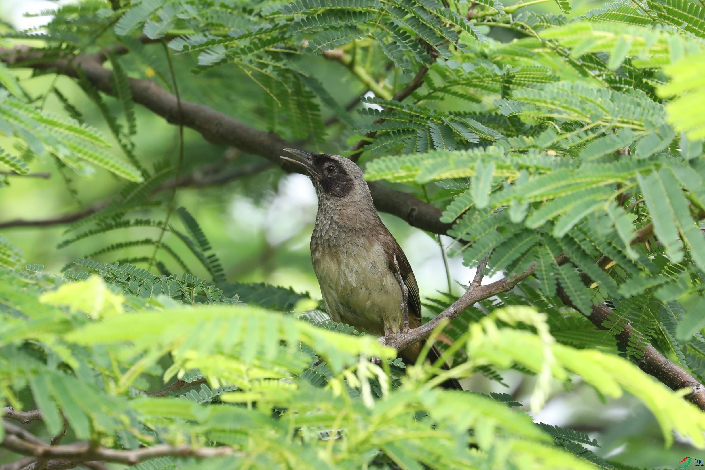 黑脸噪鹛