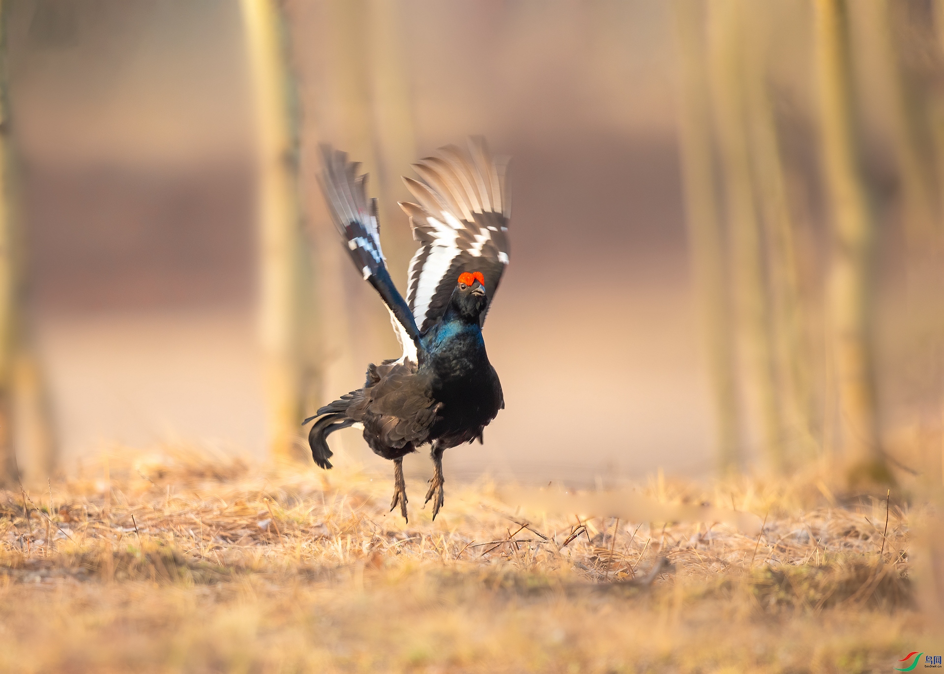 _DSC8697_����.jpg