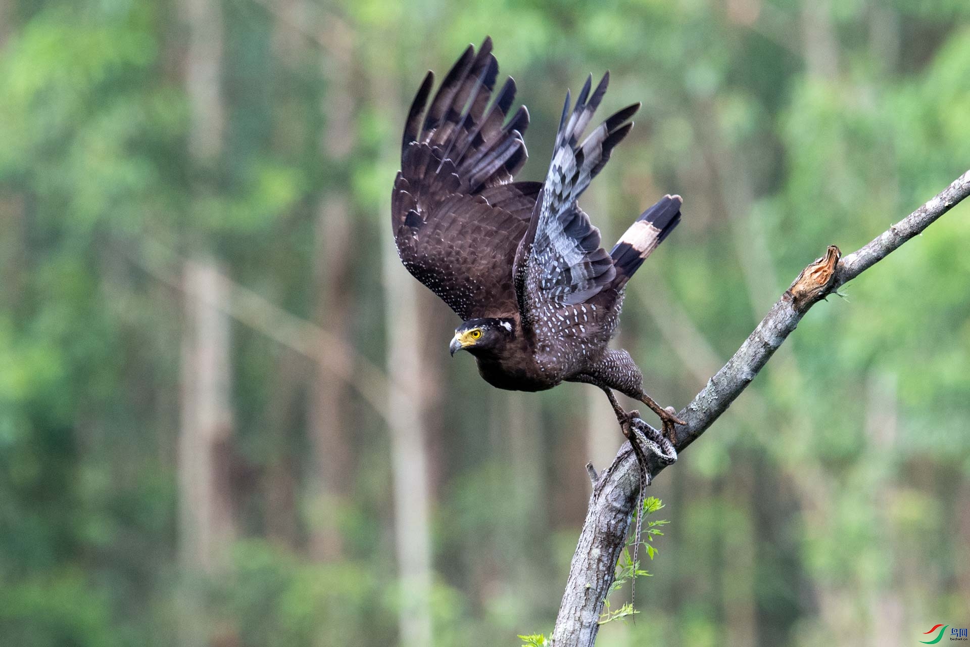 蛇雕 热烈庆祝建党一百周年!