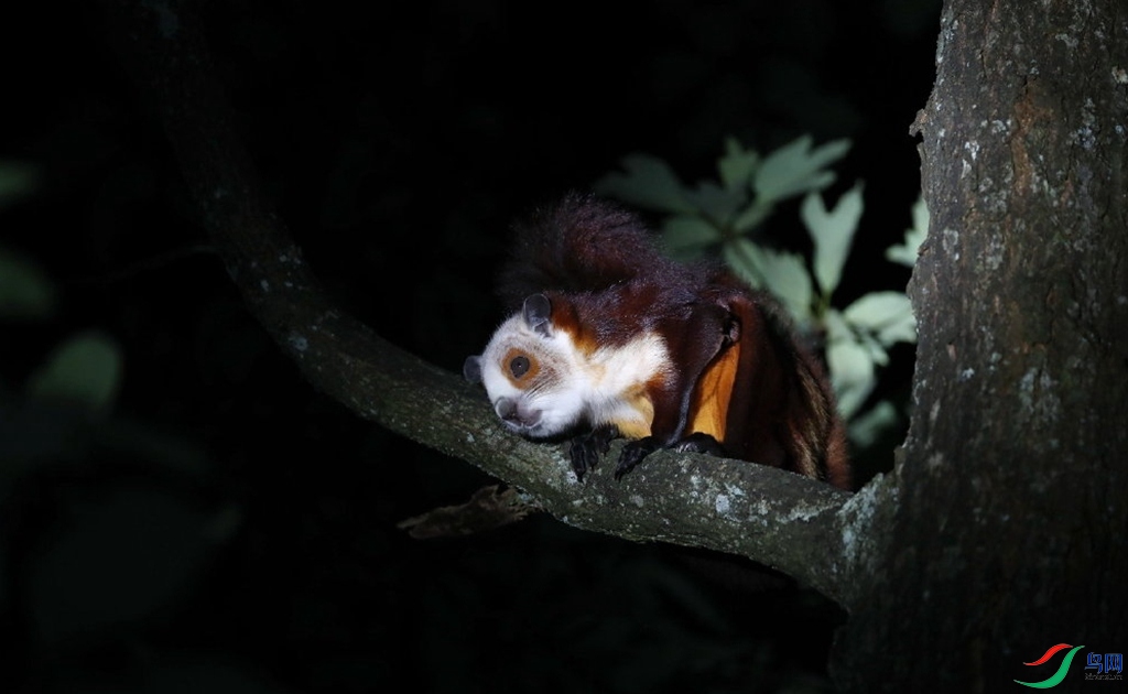 得过且过的寒号鸟