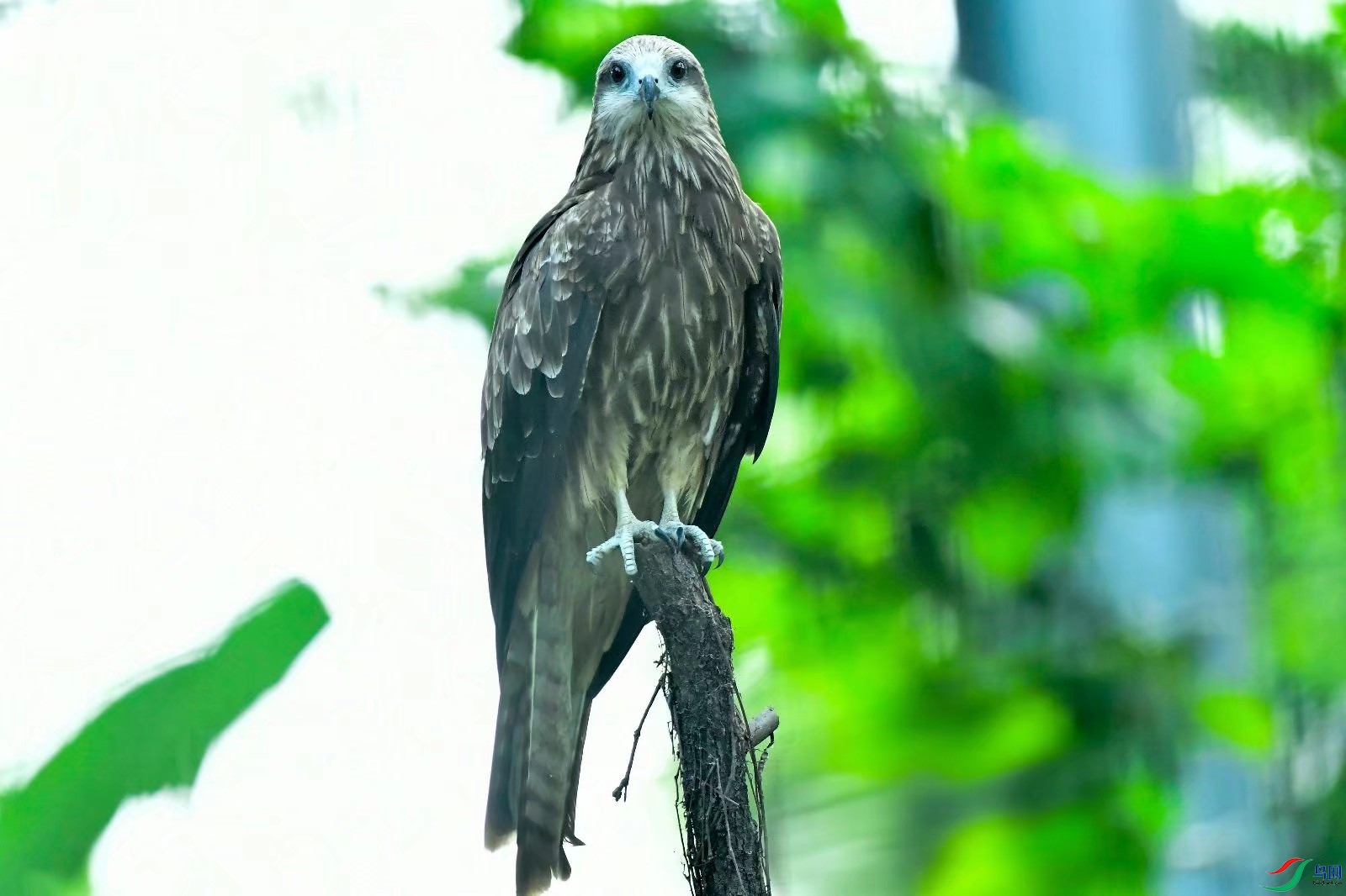 摄鹰《黑尔鸢》