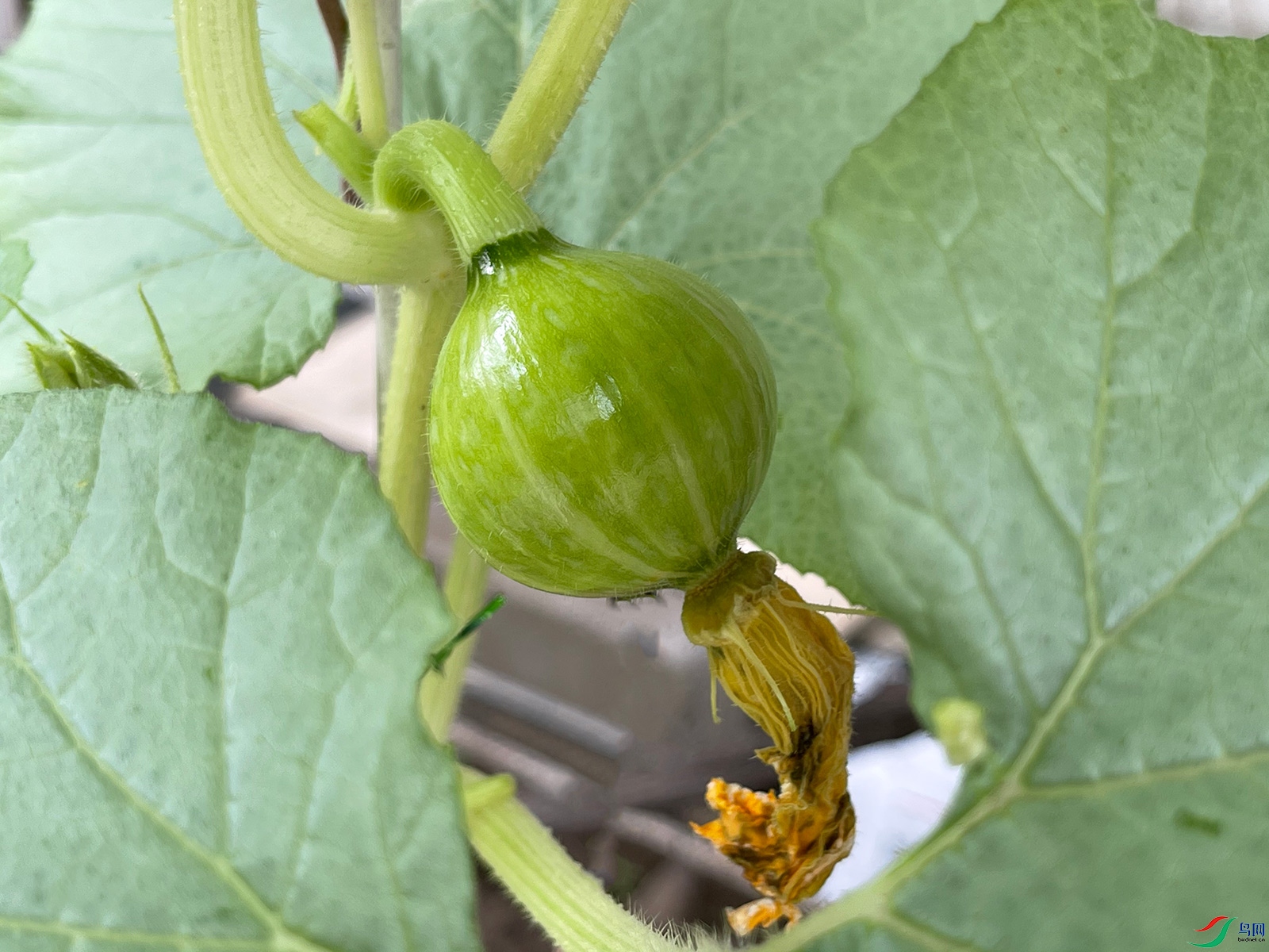 贝贝小南瓜(手机拍摄)