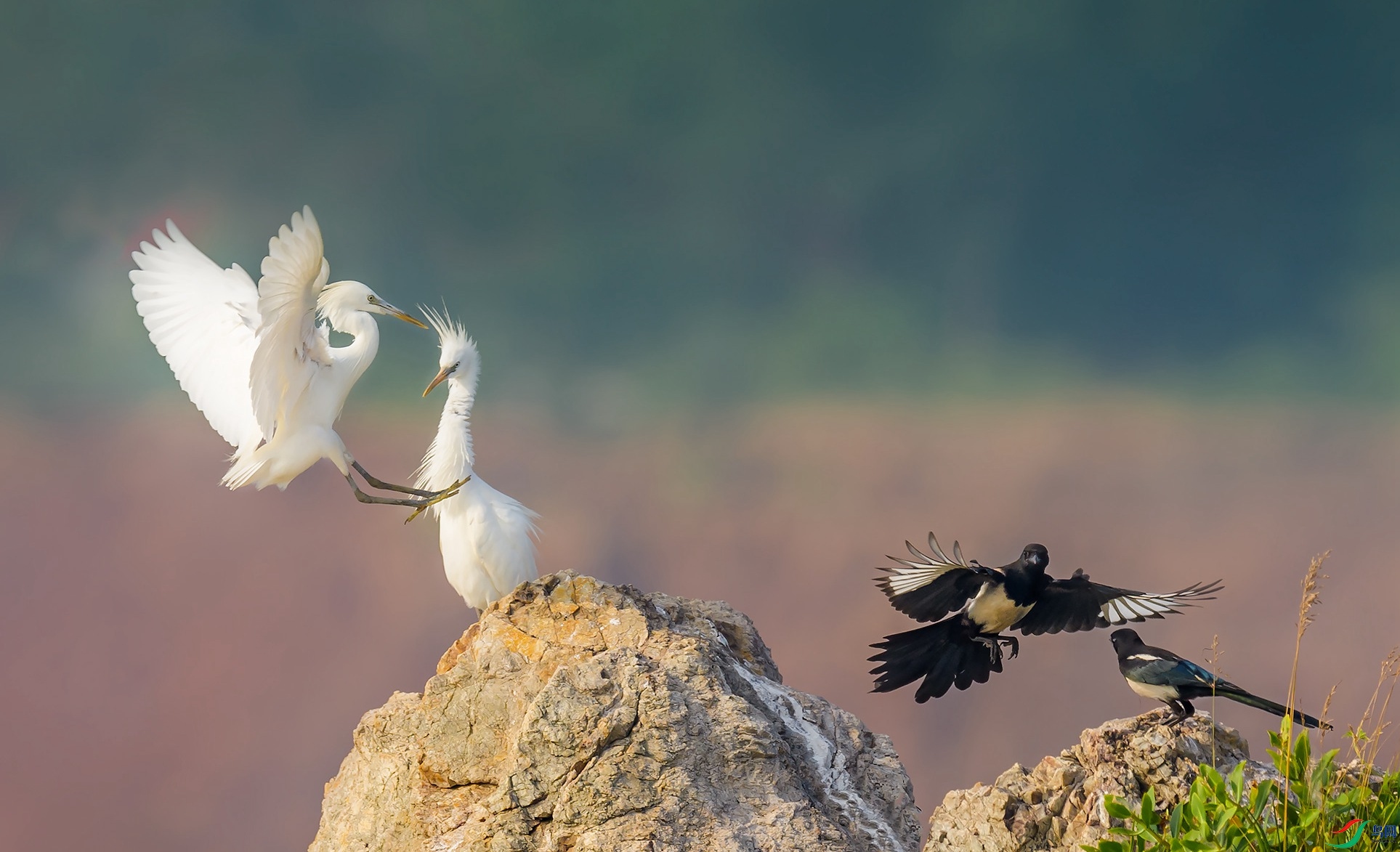 ���������ϲȵ