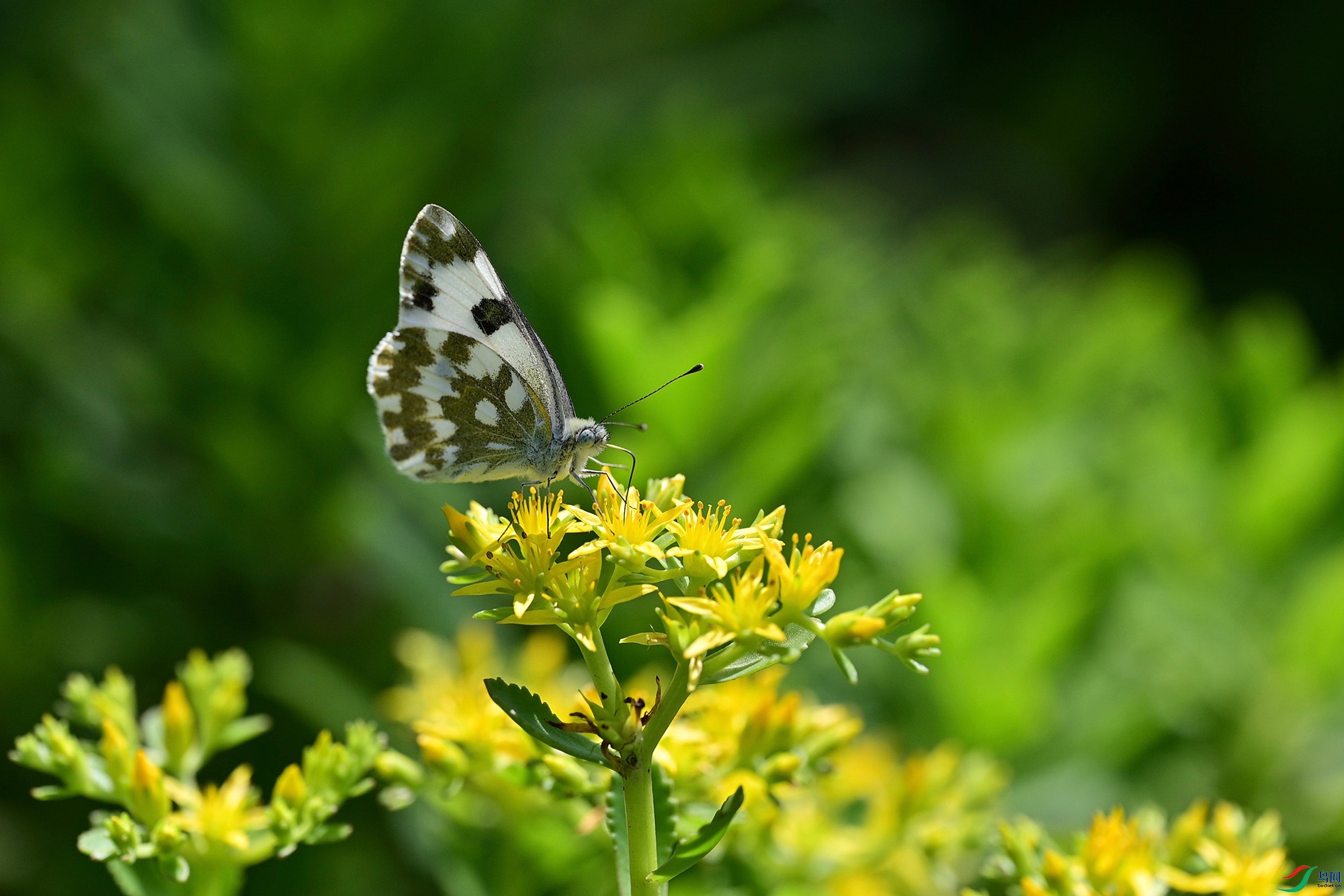 DSC_2336.jpg