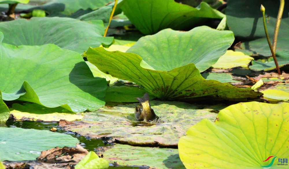 鲫鱼戏荷叶