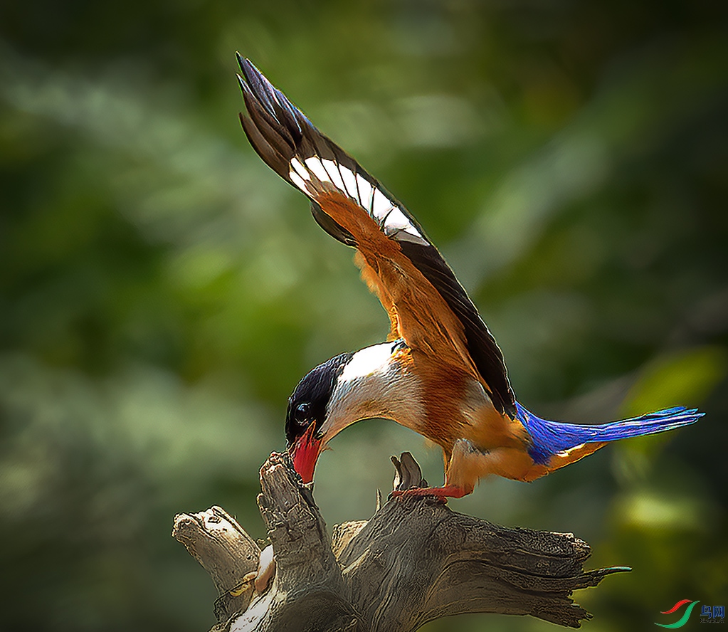 _58I3489 ����䣨С���أ�.jpg