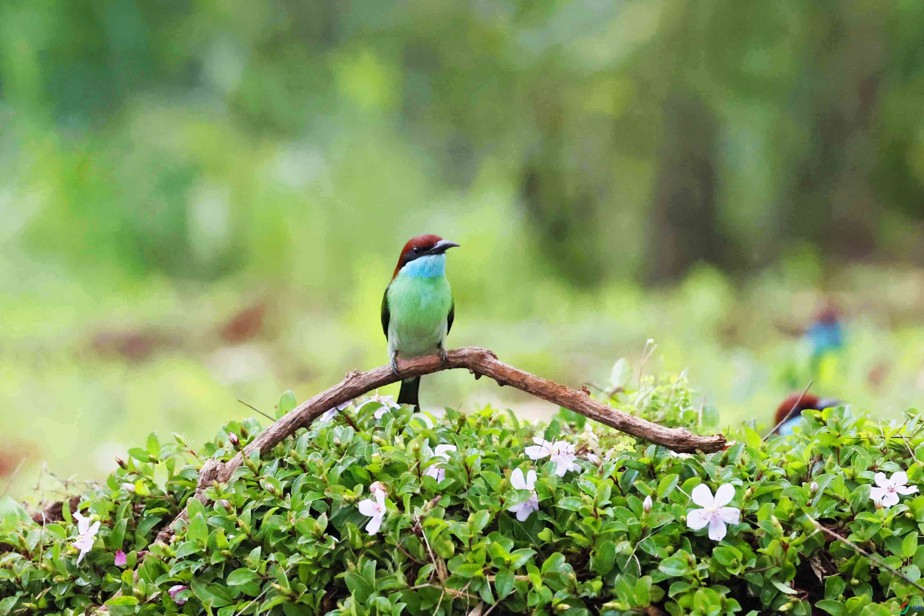 蓝喉蜂虎拍摄基地图片