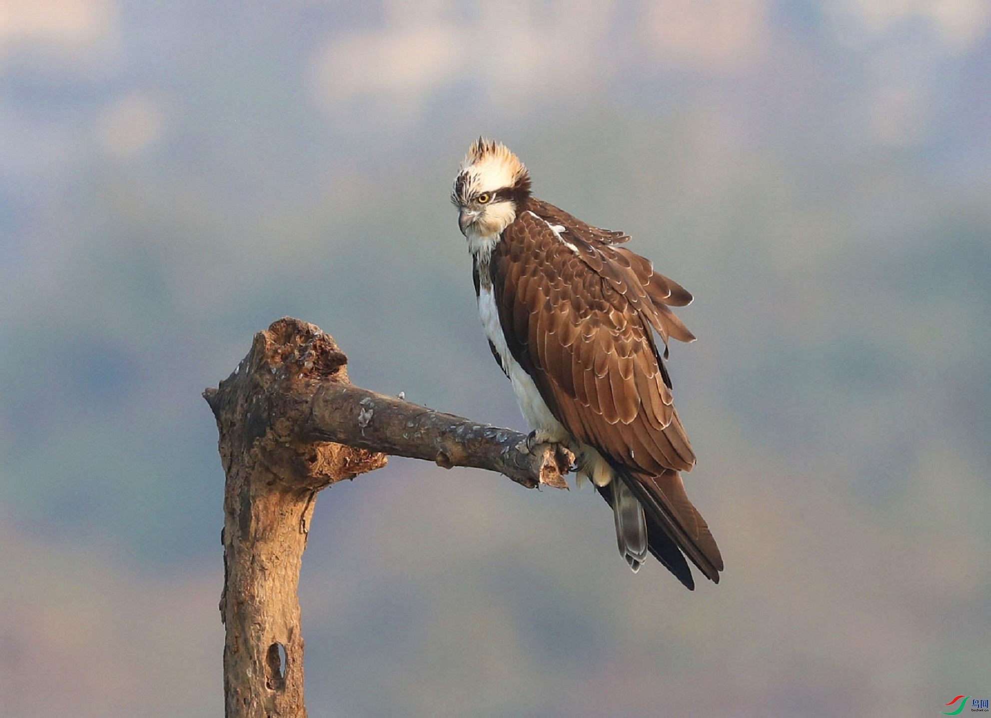 A15I0172 - ����.JPG