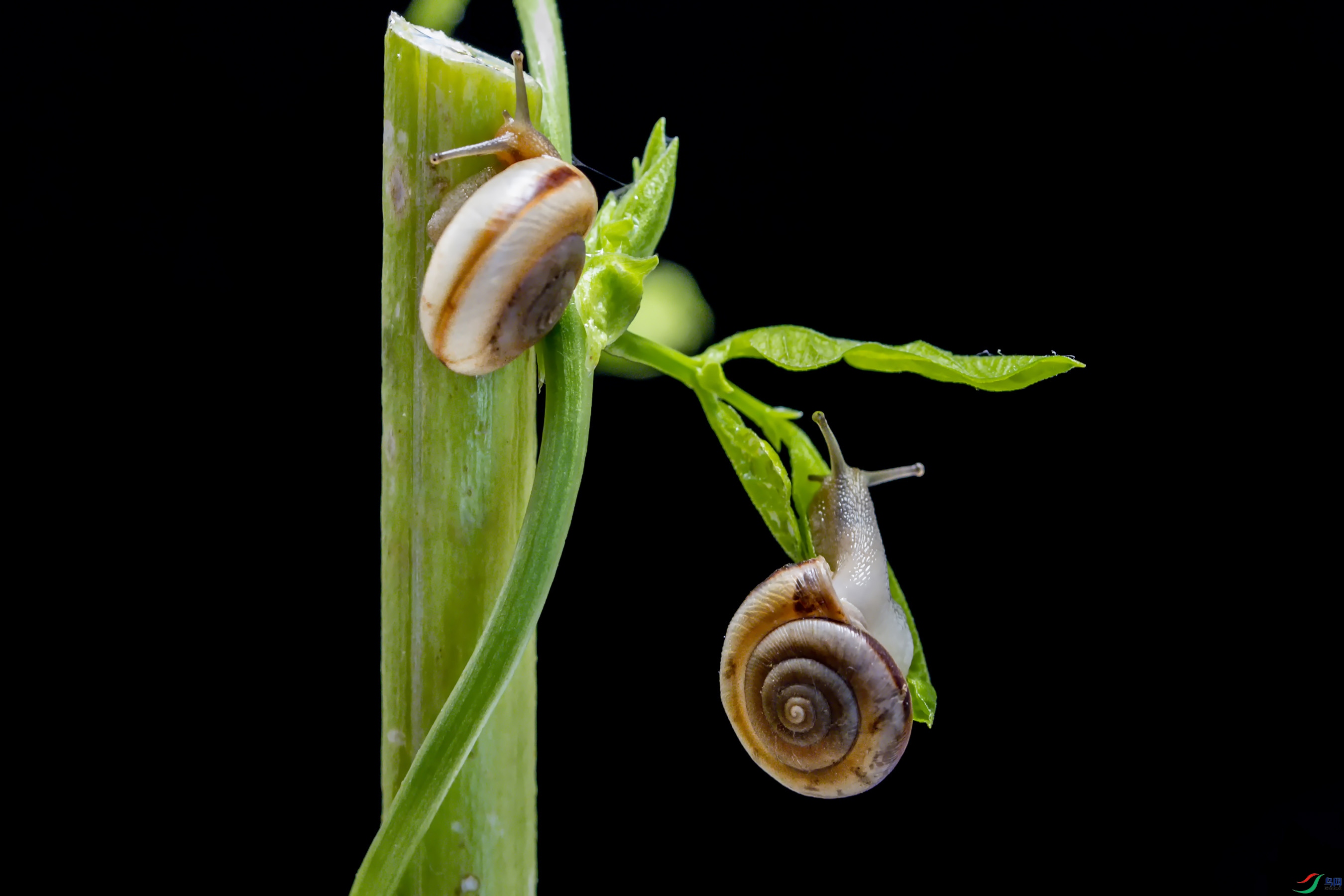 雕虫小技小蜗牛贺获首页精华