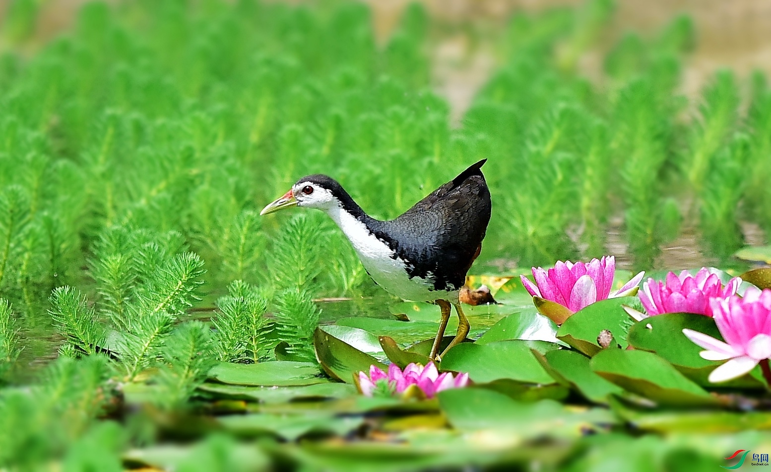 DSC_4707_conew3.jpg