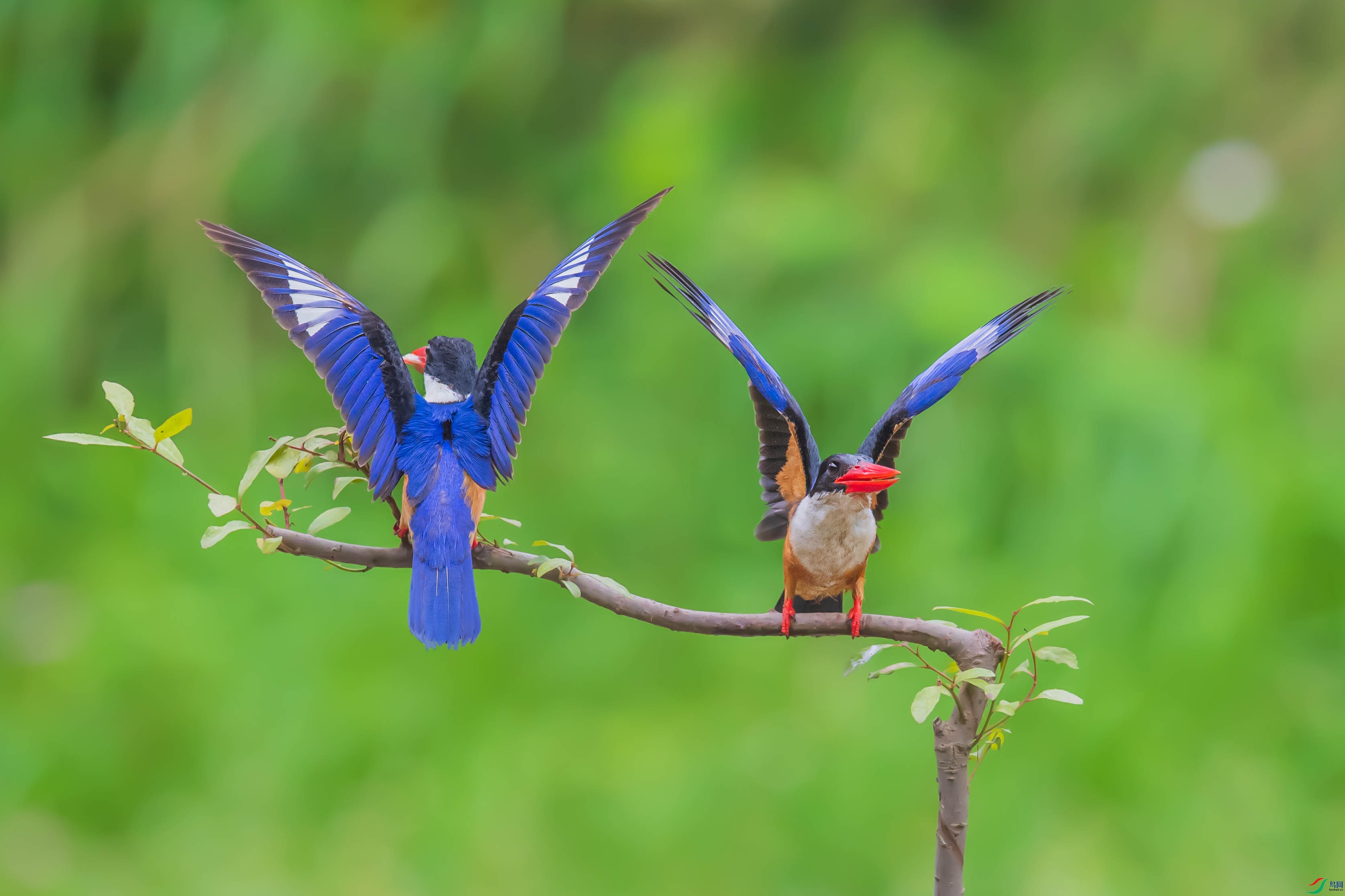 欢呼雀跃祝贺老师荣获首页精华