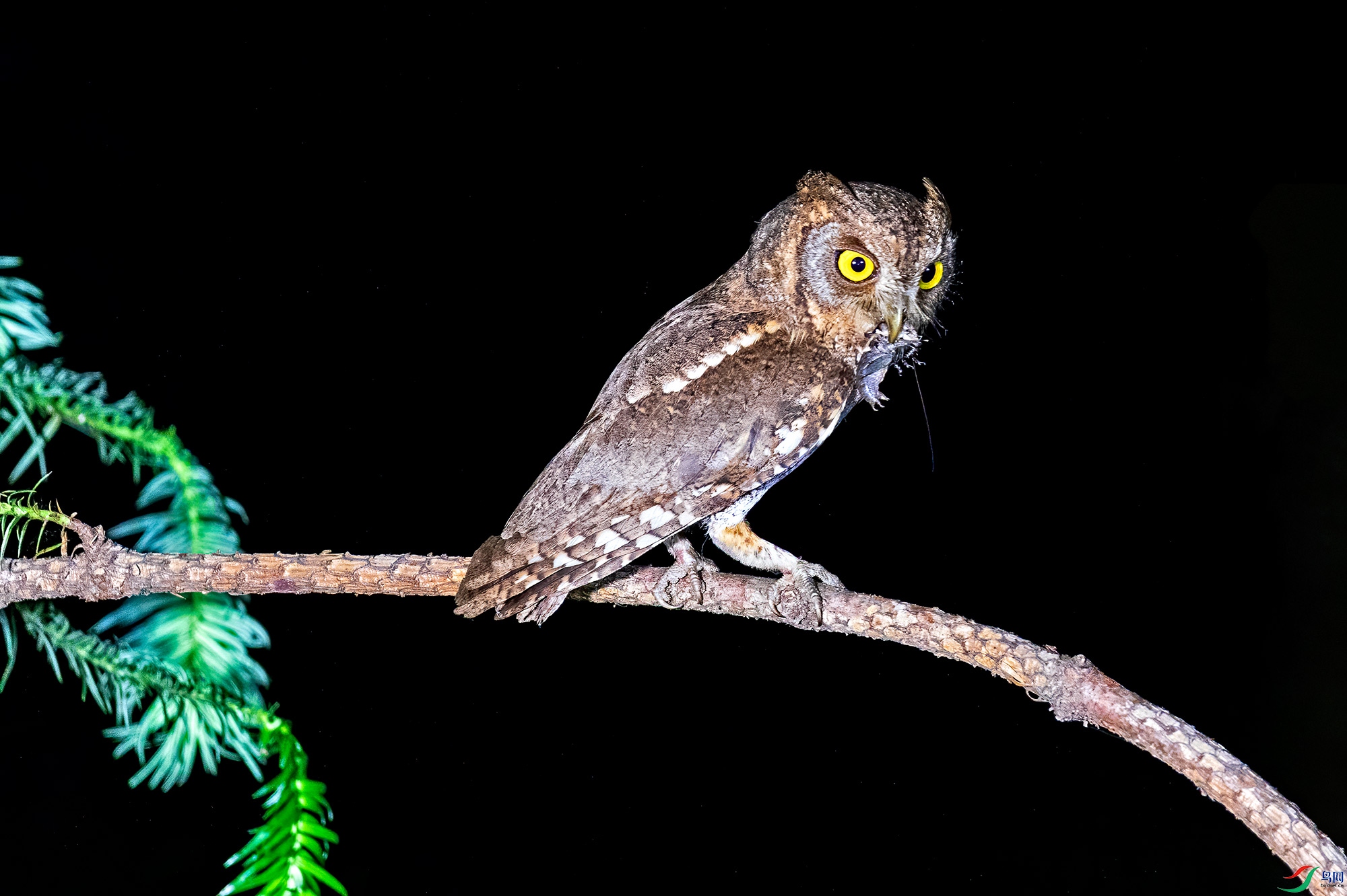 警觉的眼神(红角鸮)