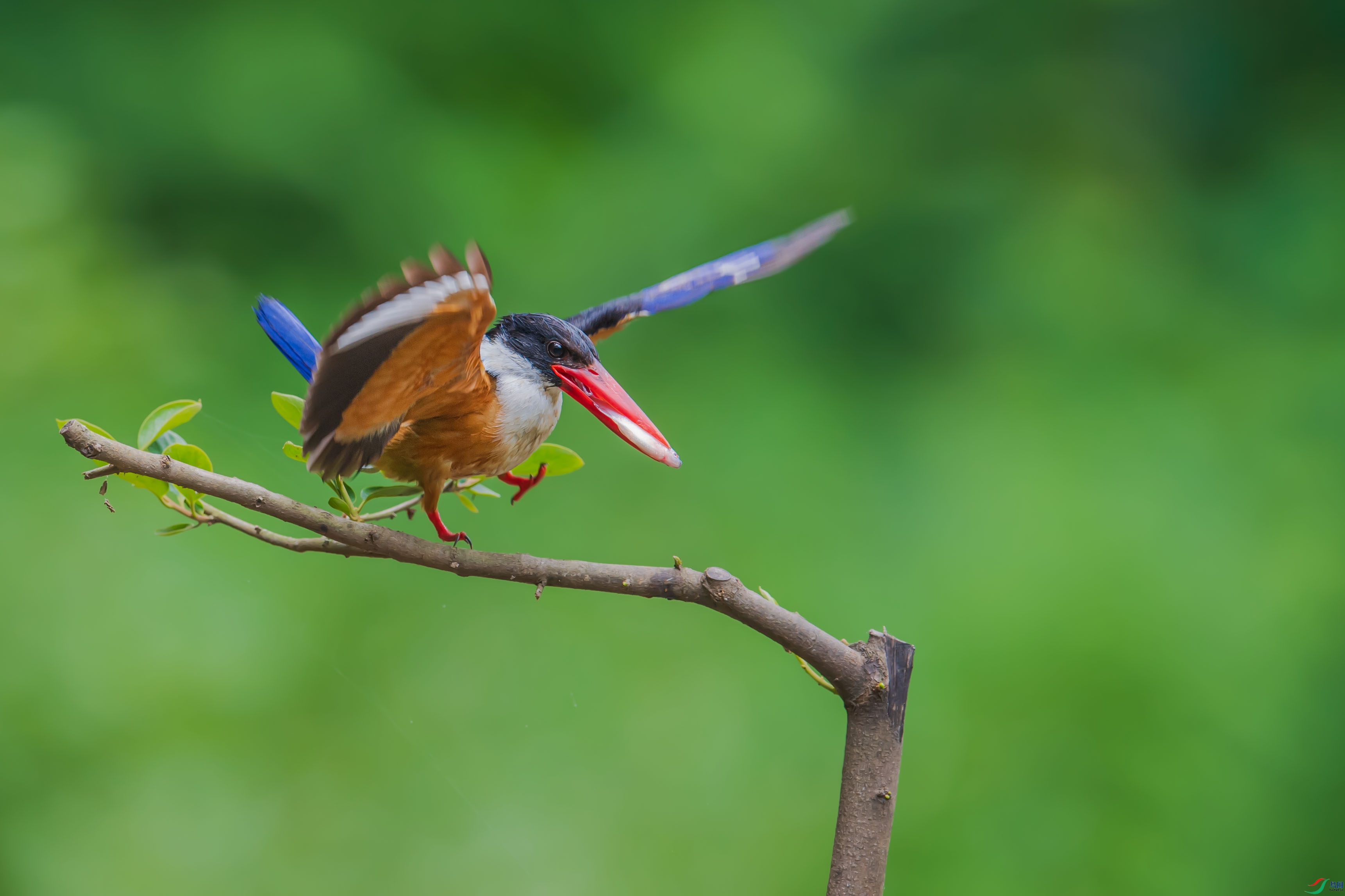 《分腿结环跳——"杨波跳"》