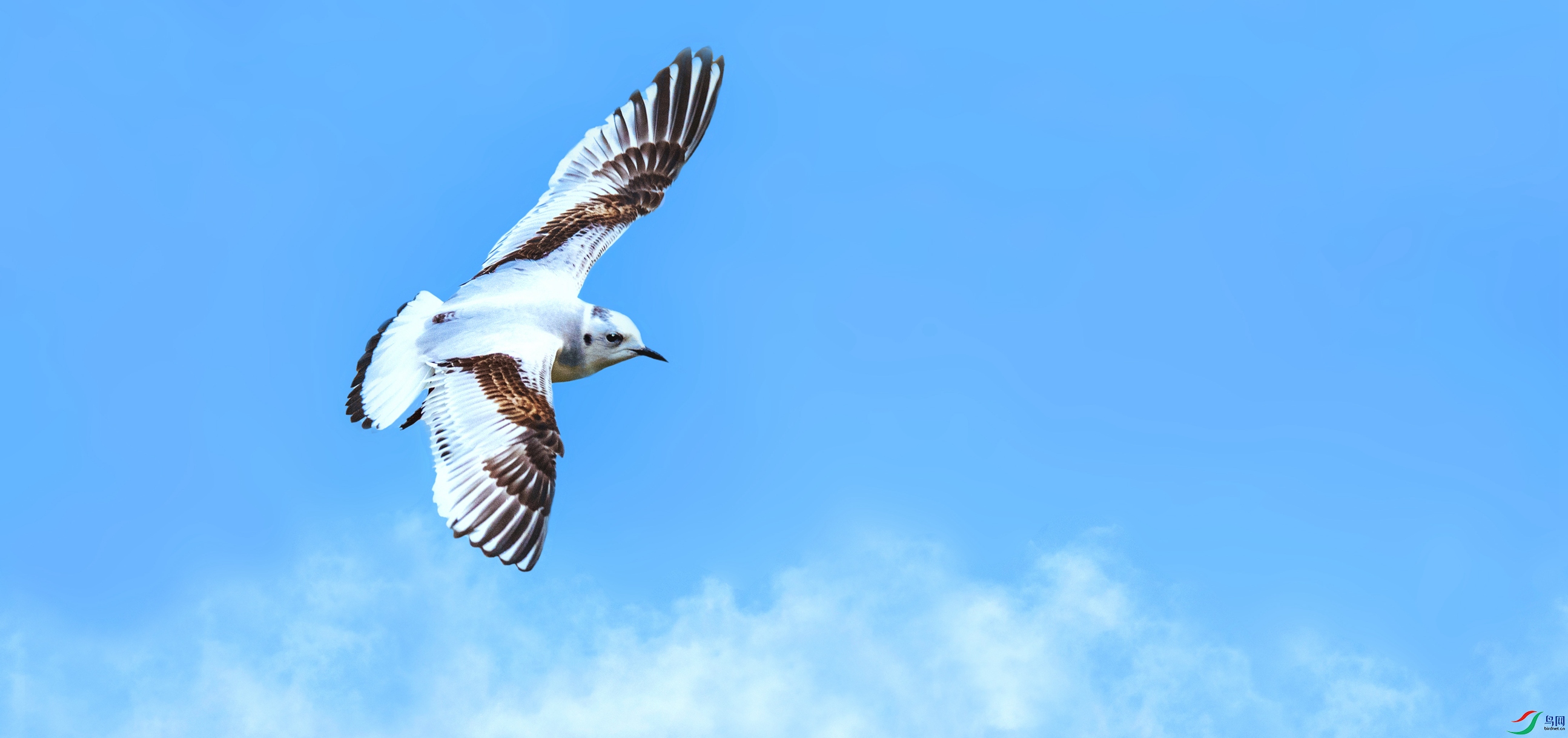 咏珍稀水鸟小鸥