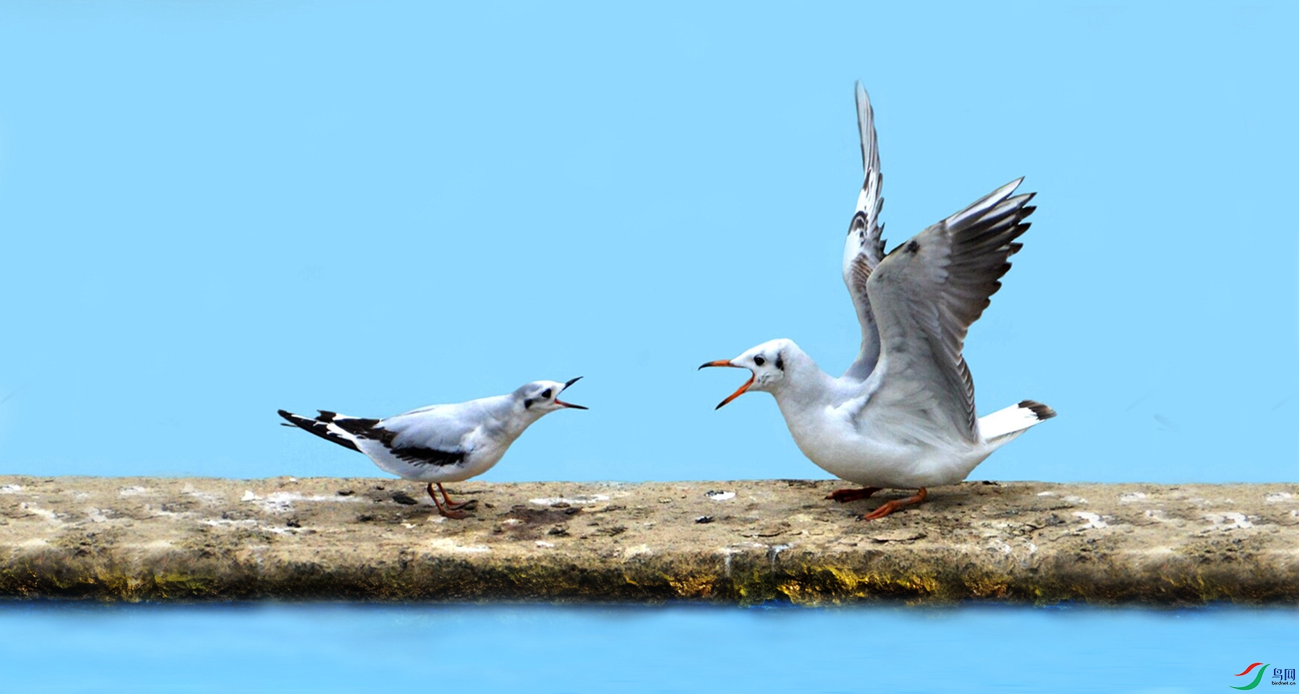 咏珍稀水鸟小鸥