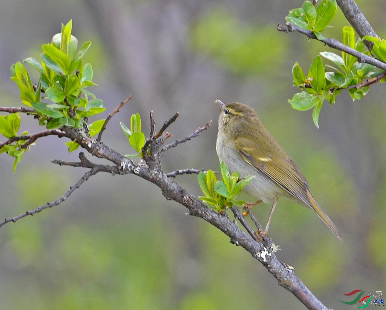 ����ӭ��  ��ʦ�������Ĵ�ʡ���Ӳ���Ǽ�������� �봨��.jpg