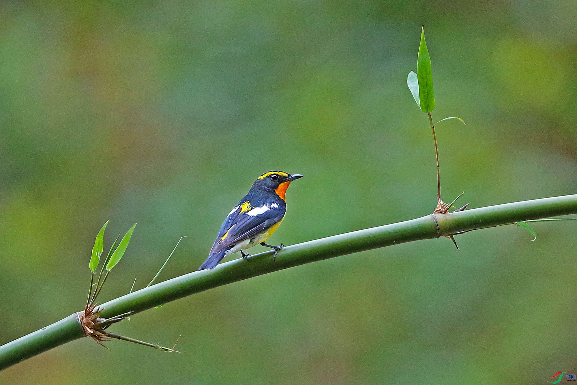 [林鸟] 新周愉快!--黄眉姬鹟
