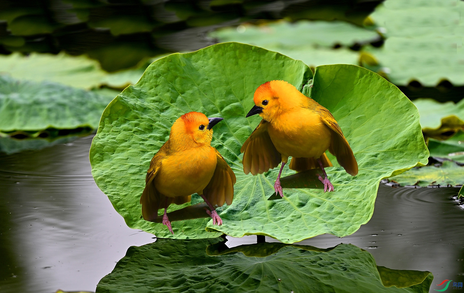 5.����Լ��-��ͷ��֯����9852AM.jpg
