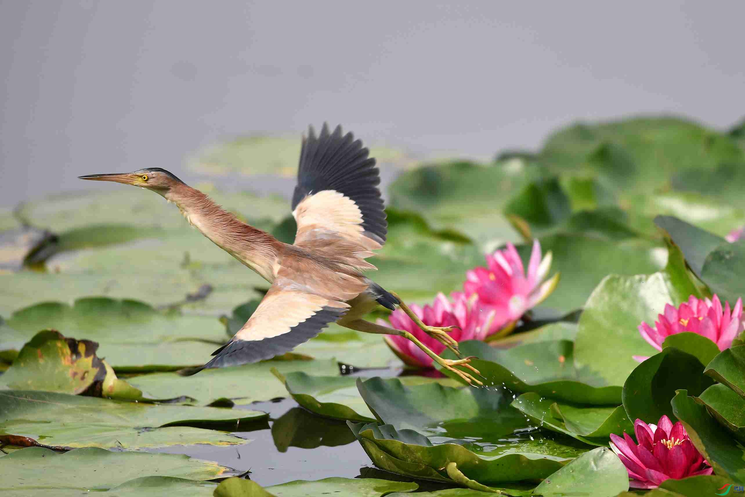 水鸟荷塘黄苇鹣与红睡莲花鸟图