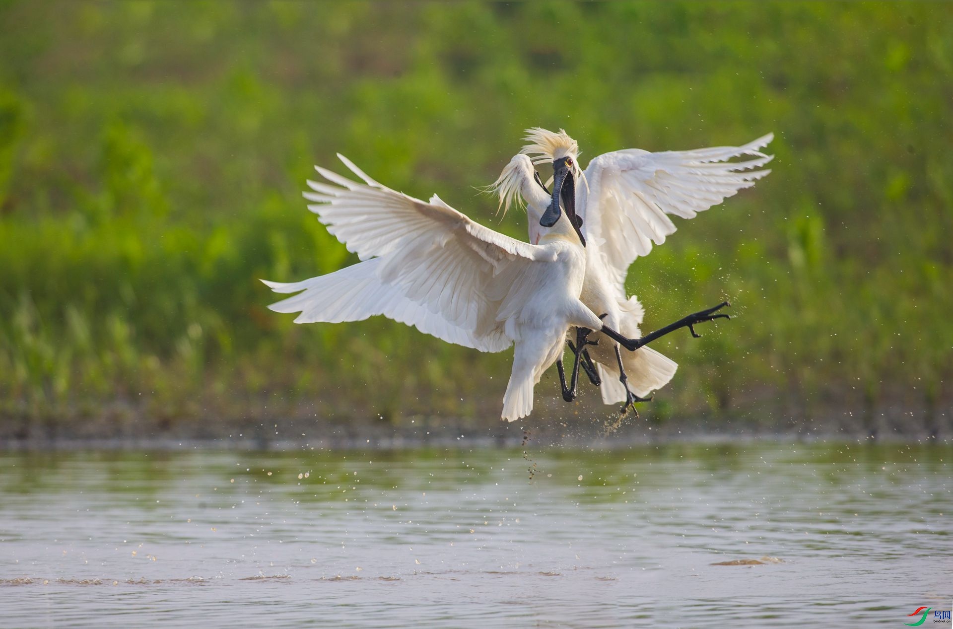 厮杀(恭贺老师佳作荣获首页精华!