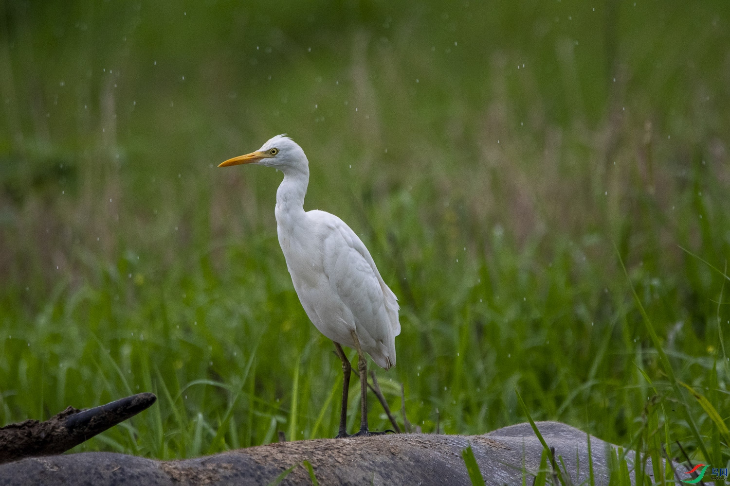 DSC_6299.jpg