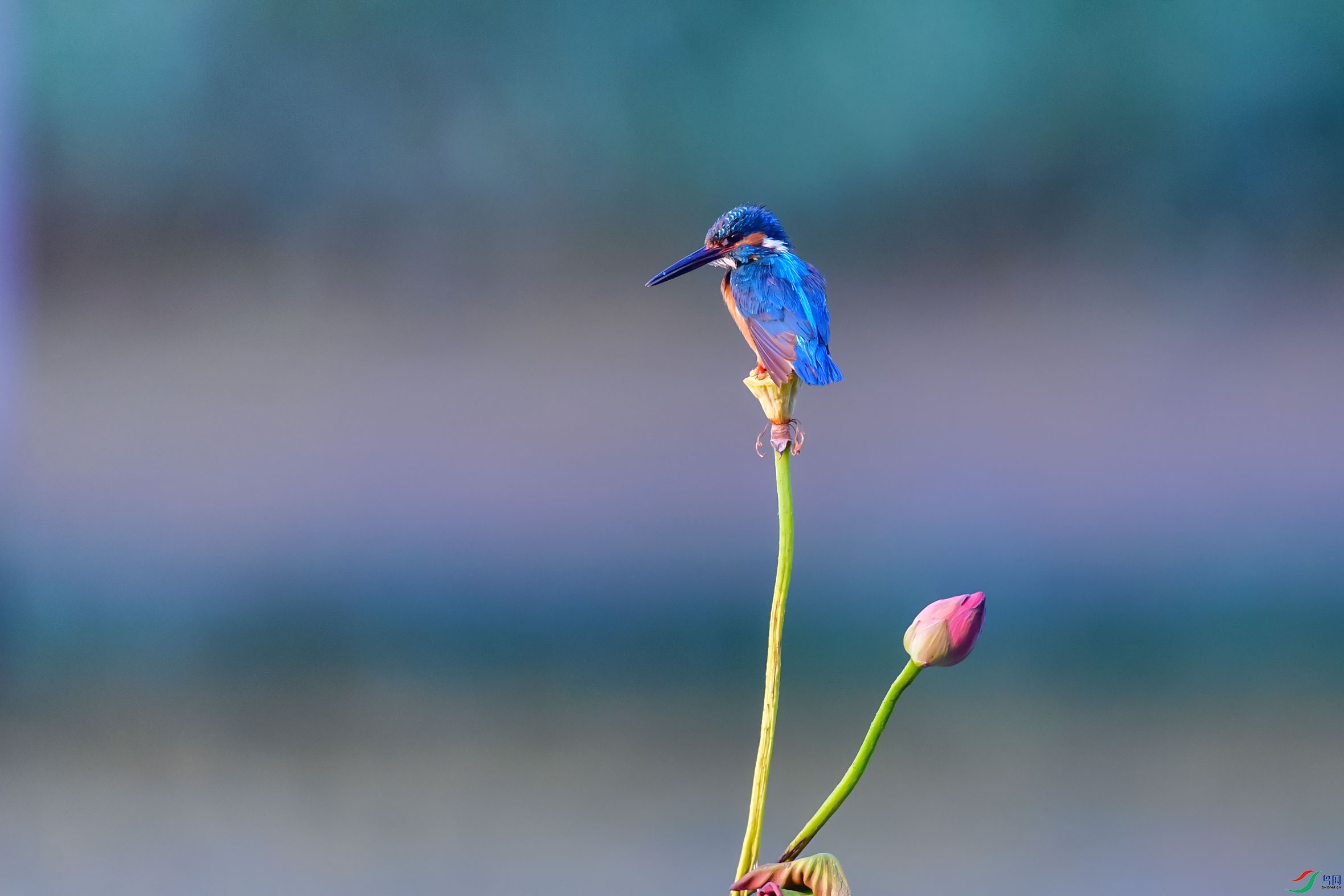 DSC_8500fb.jpg