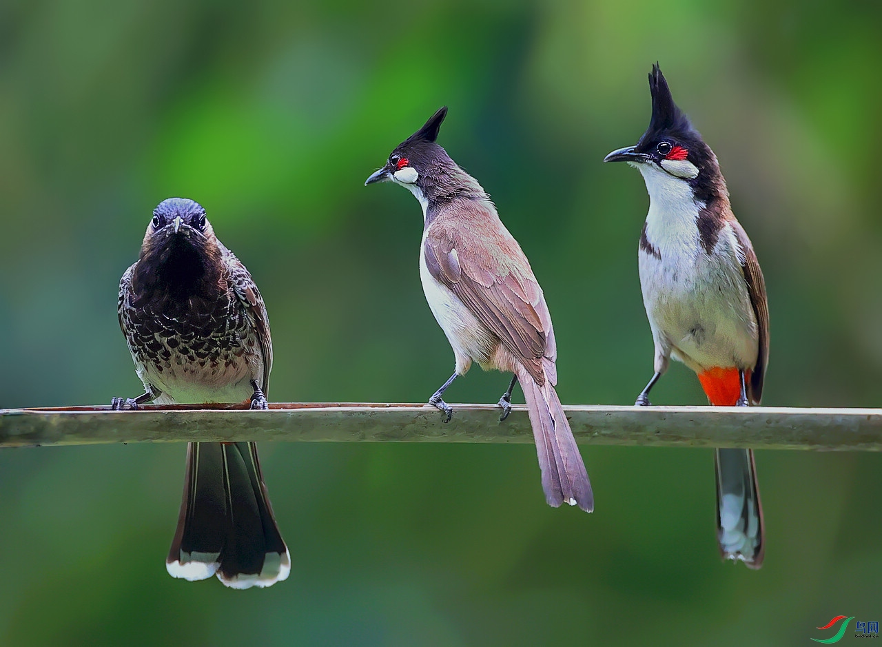 红耳鹎和红臀鹎的故事贺获鸟网首页图文精华